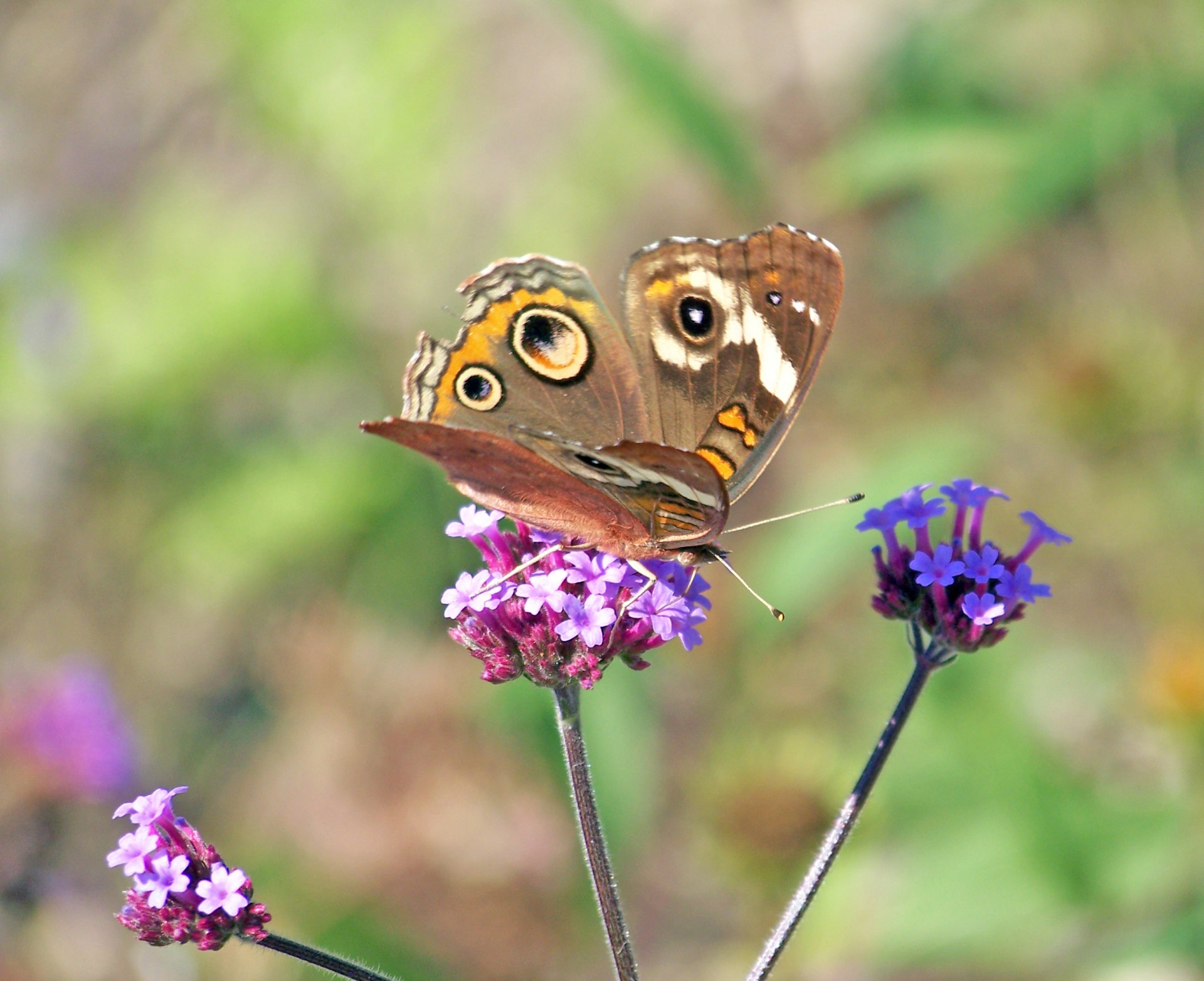 butterfly flower summer free photo