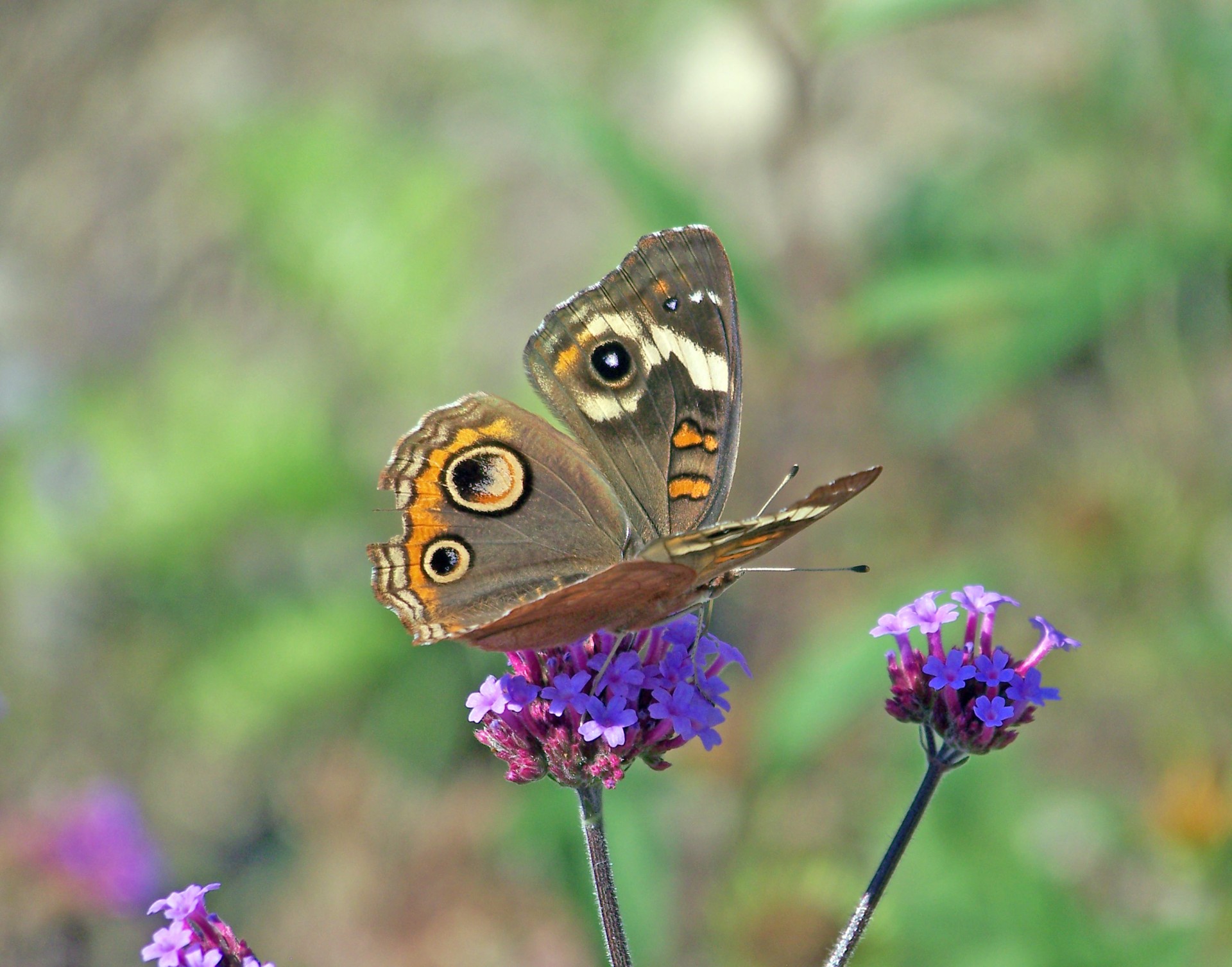 butterfly flower summer free photo