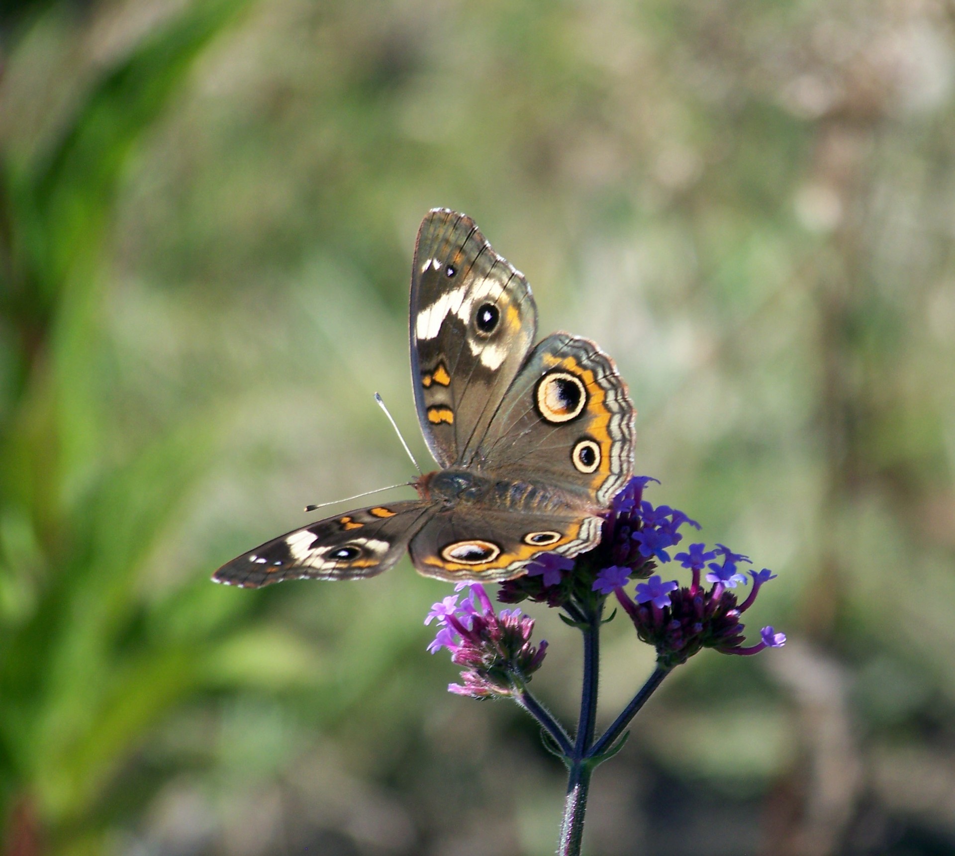 butterfly flower summer free photo