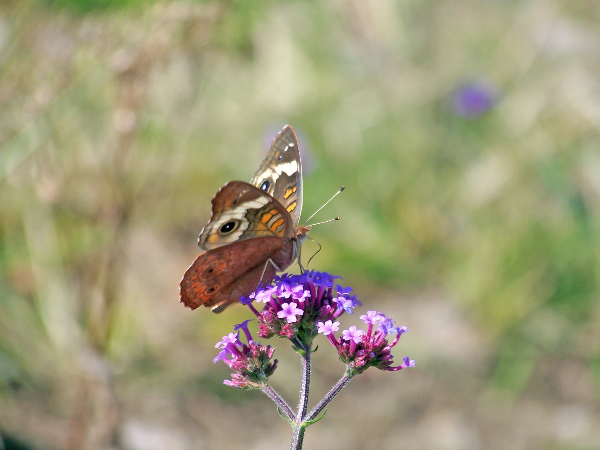 butterfly flower summer free photo