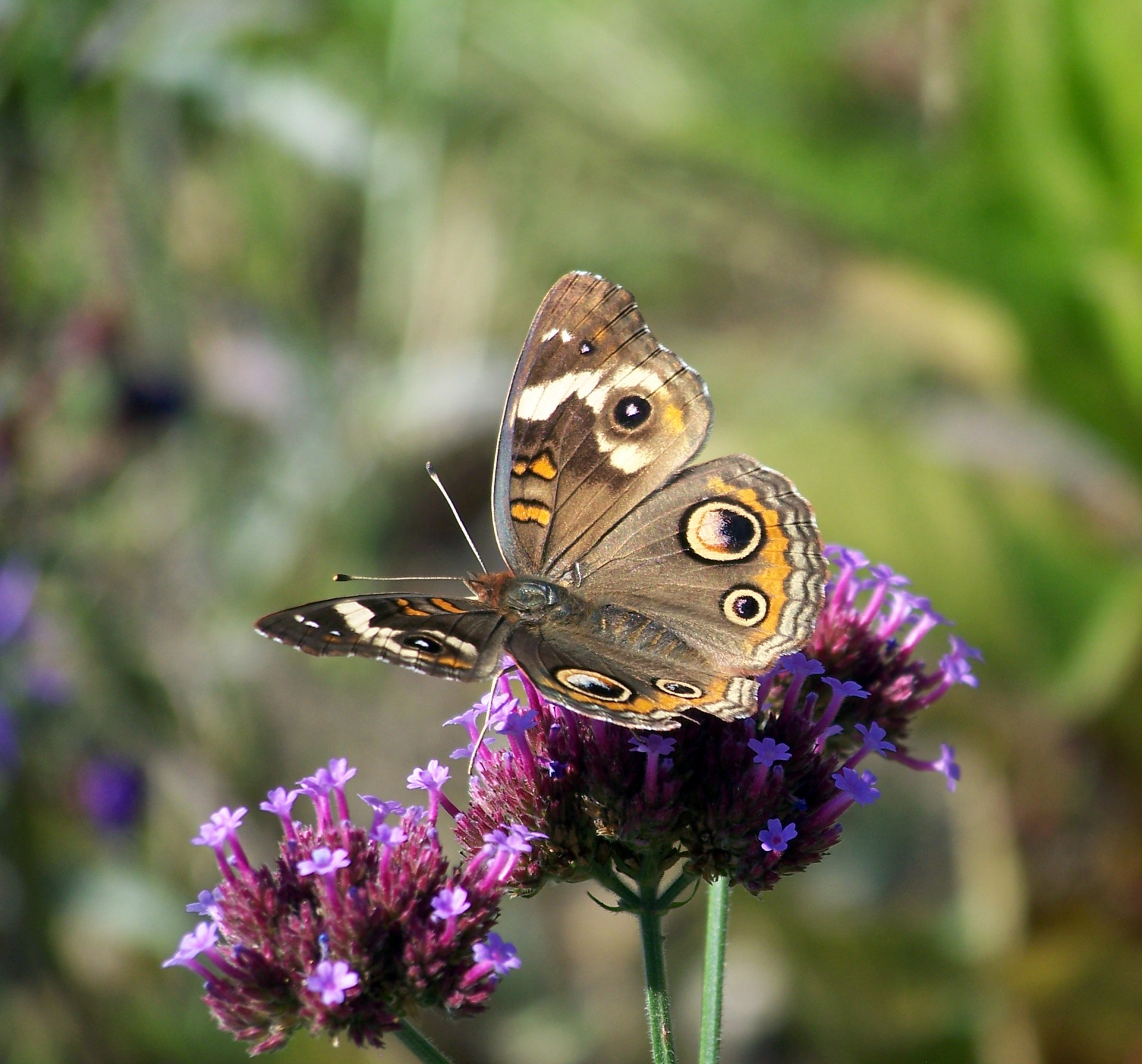 butterfly flower summer free photo