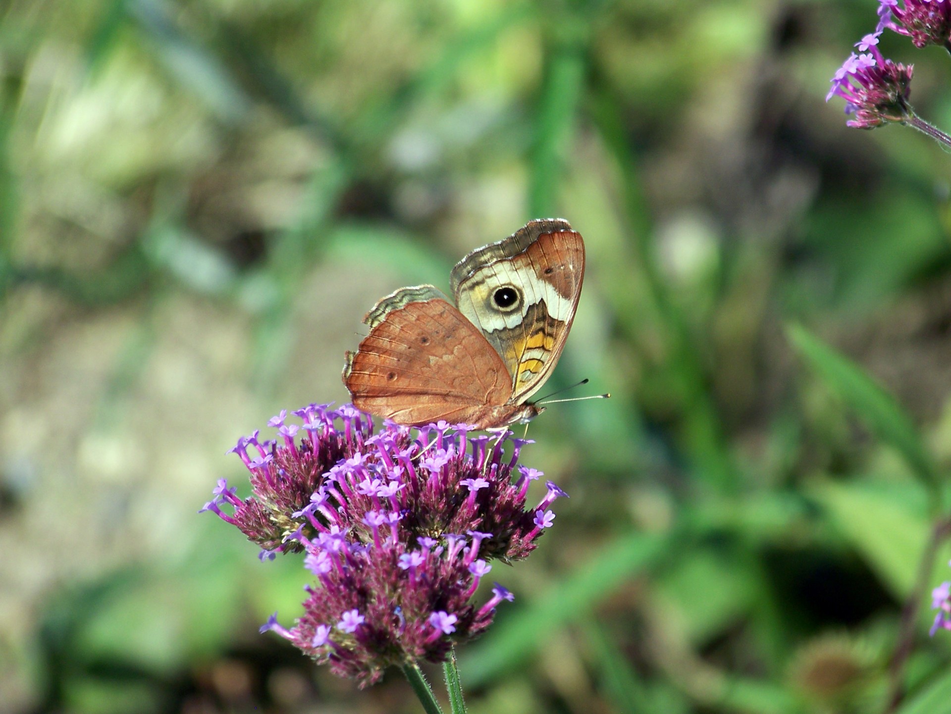 butterfly flower summer free photo