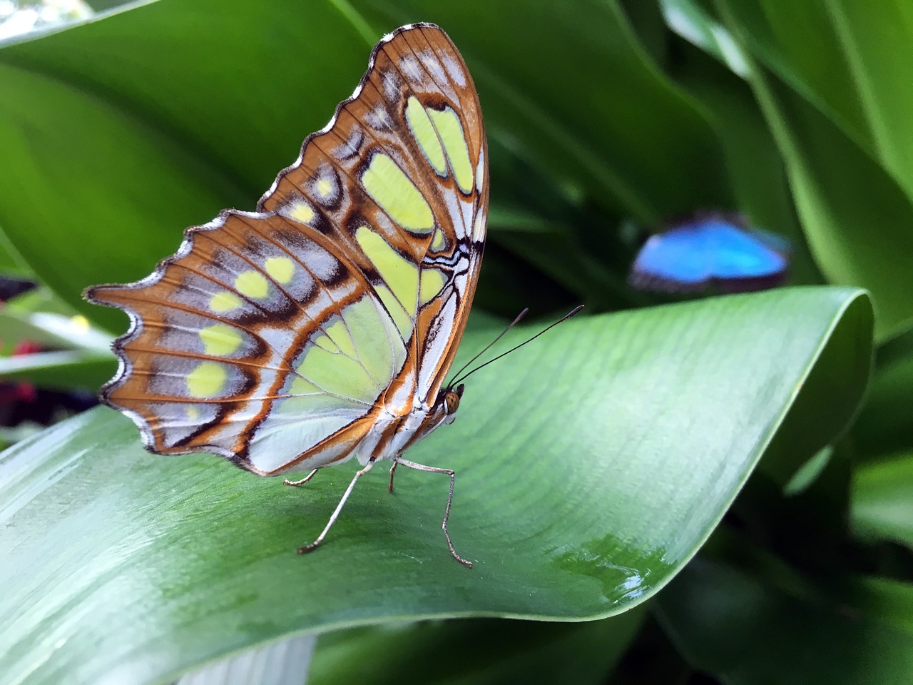 butterfly insect nature free photo