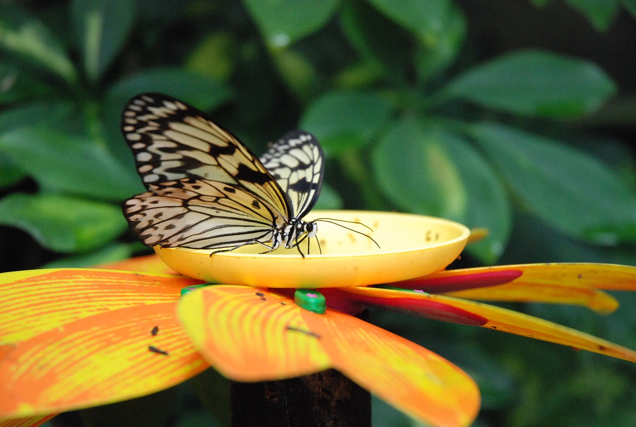 butterfly animals insect free photo