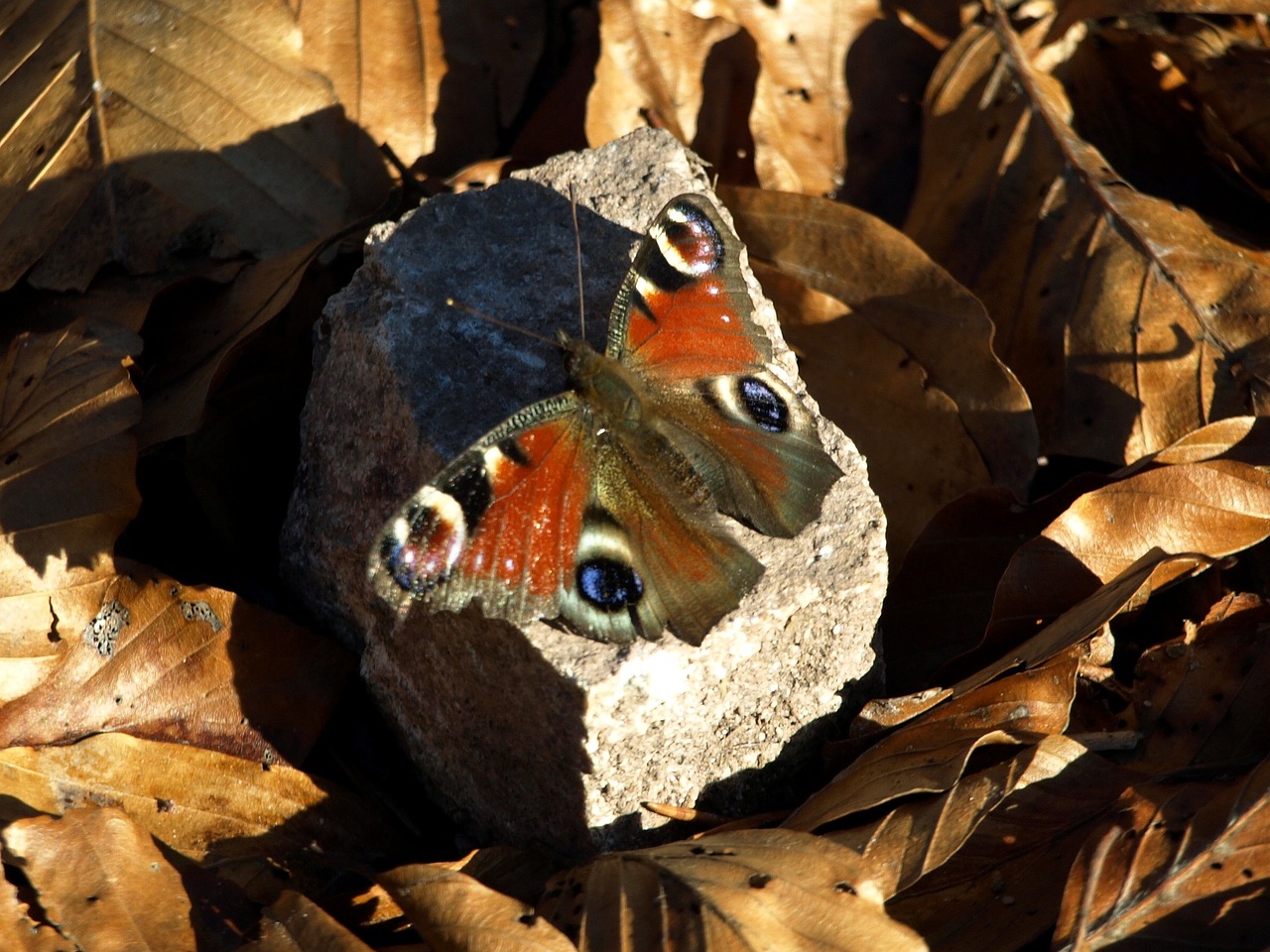 butterfly peacock butterfly autumn free photo