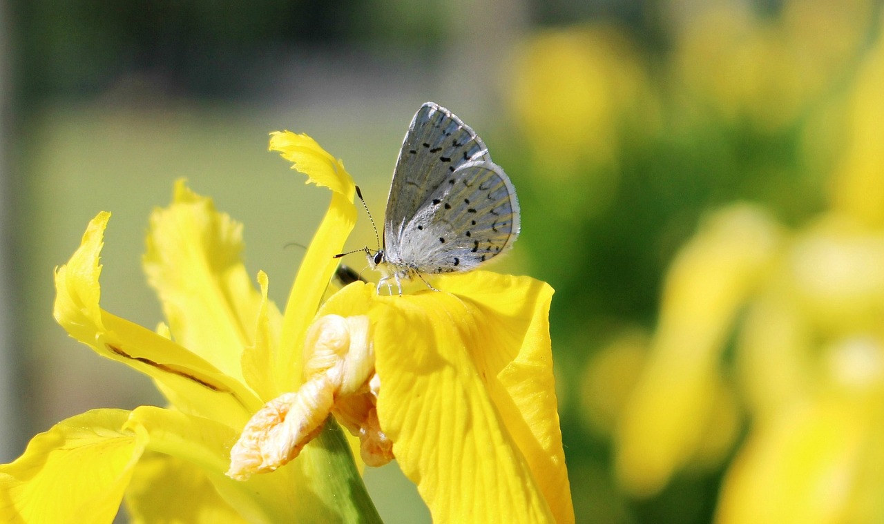 butterfly nature insect free photo