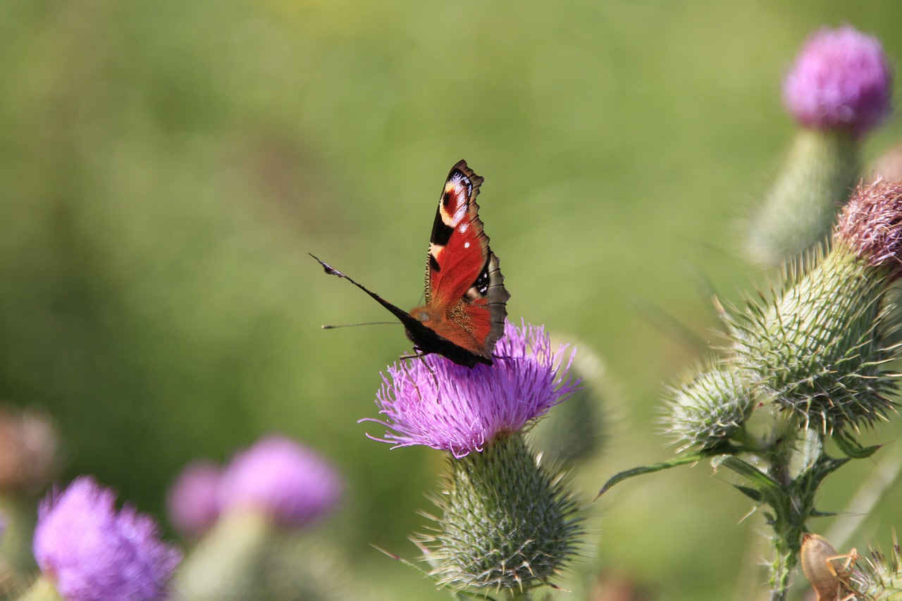 butterfly summer flower free photo