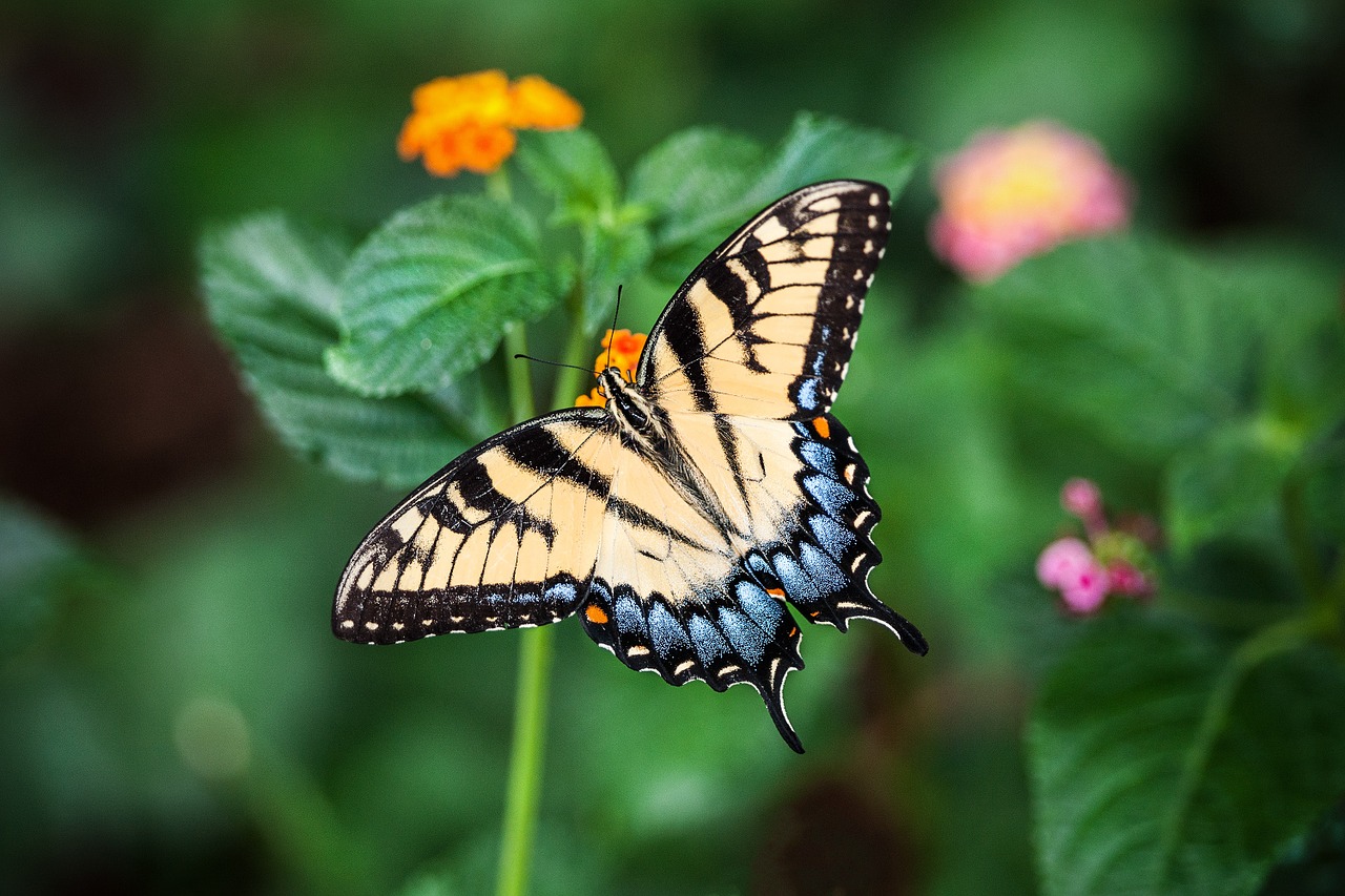 butterfly summer flower free photo