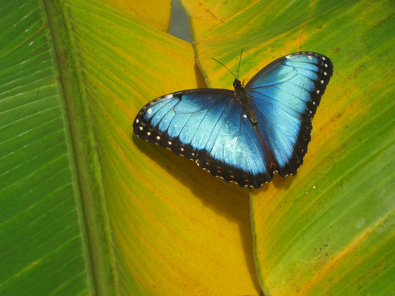 butterfly insect leaf free photo