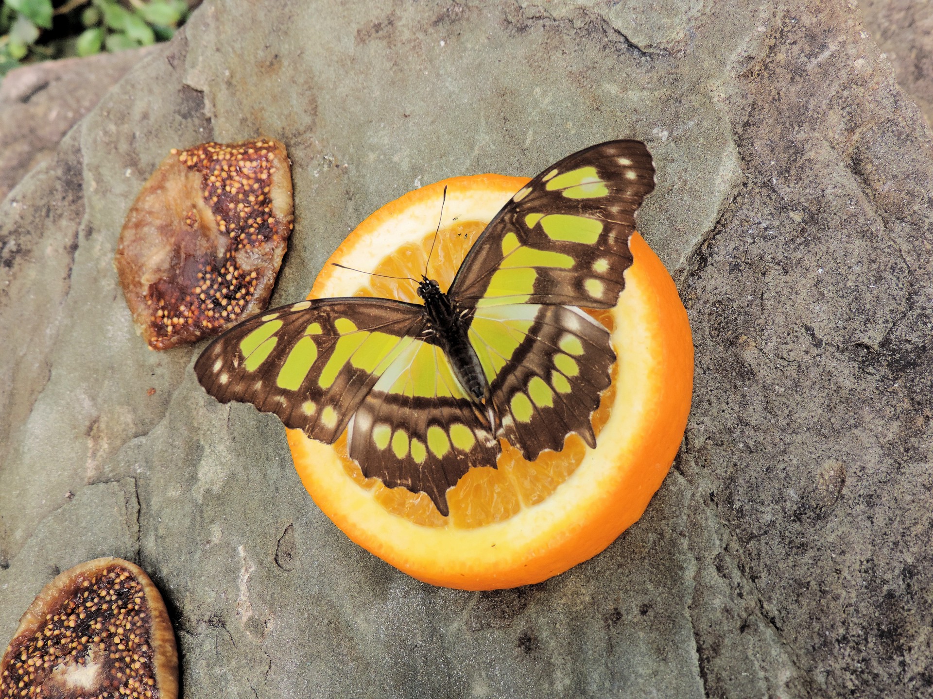 butterfly insect tropical free photo