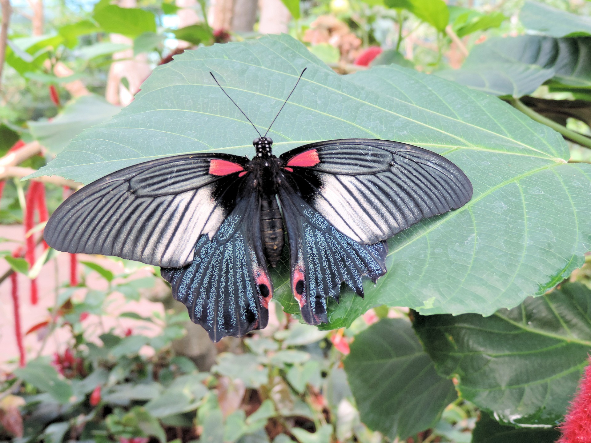 butterfly insect tropical free photo