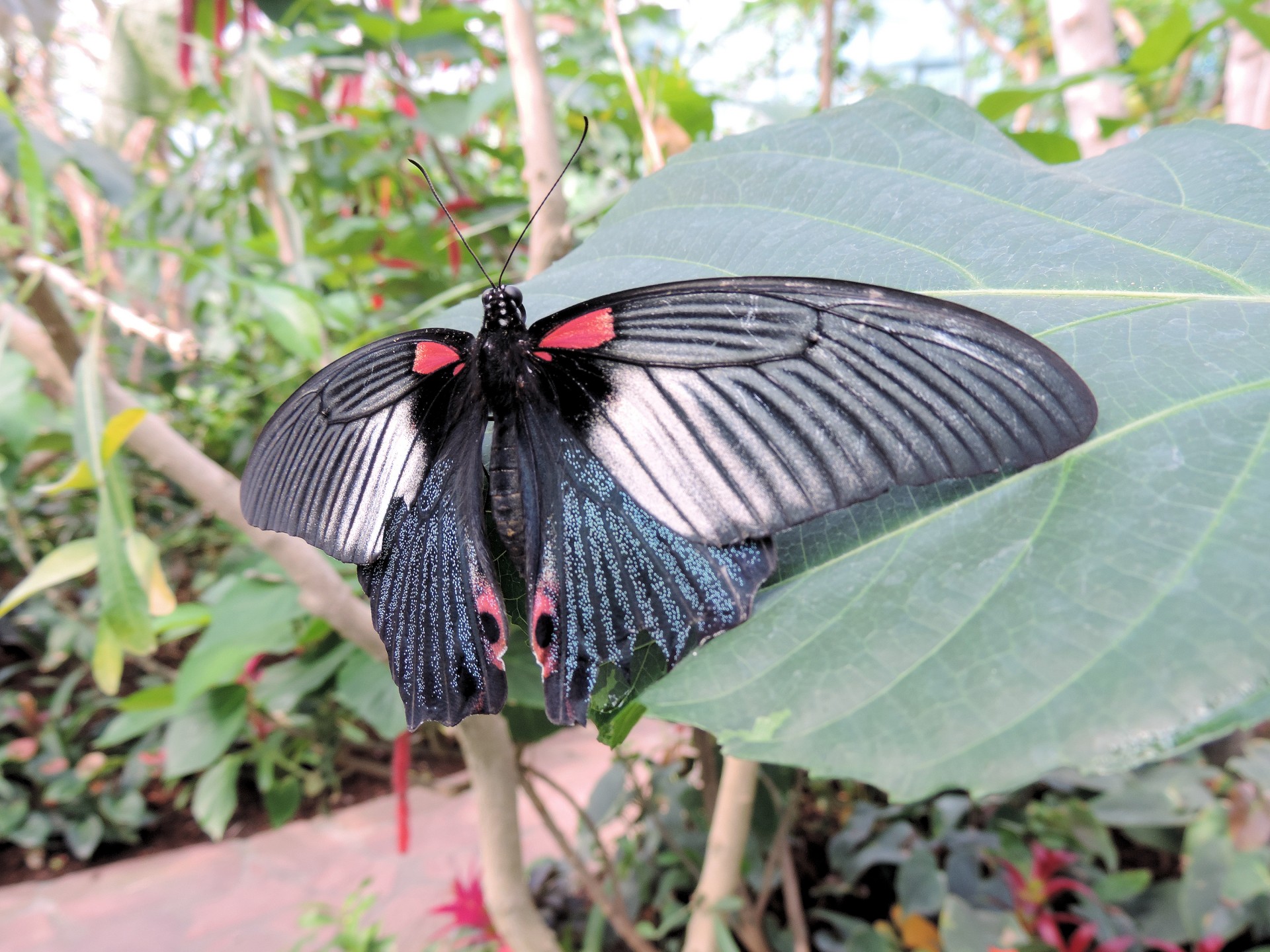 butterfly insect tropical free photo