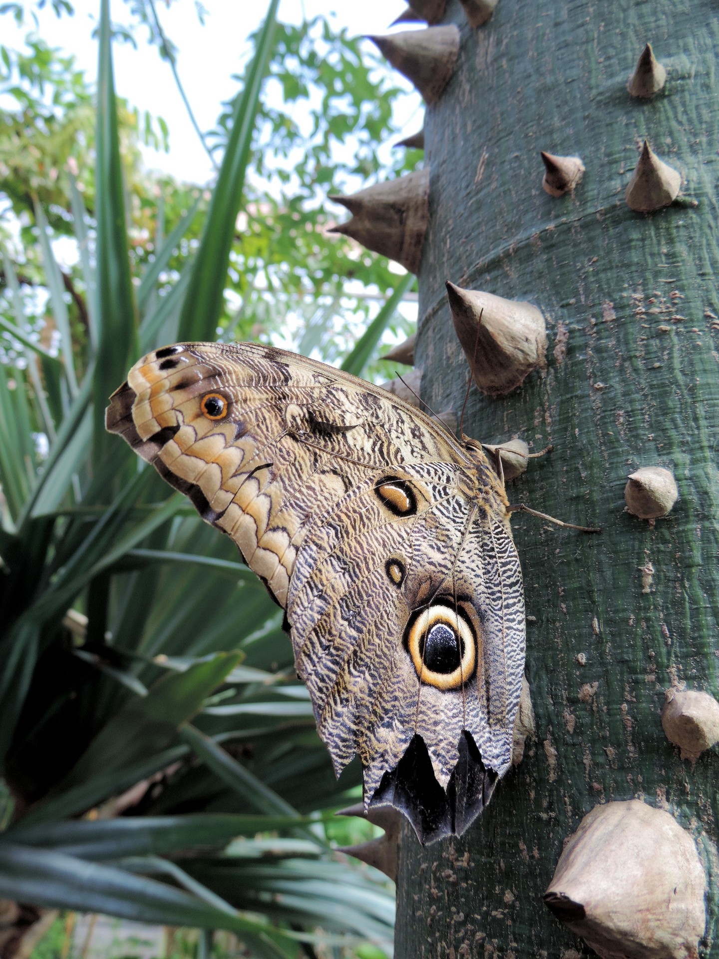 butterfly insect tropical free photo