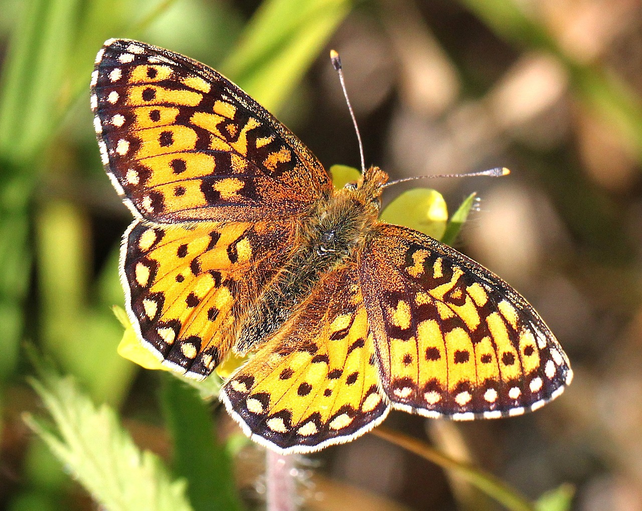 butterfly insect edwards' fritillary free photo