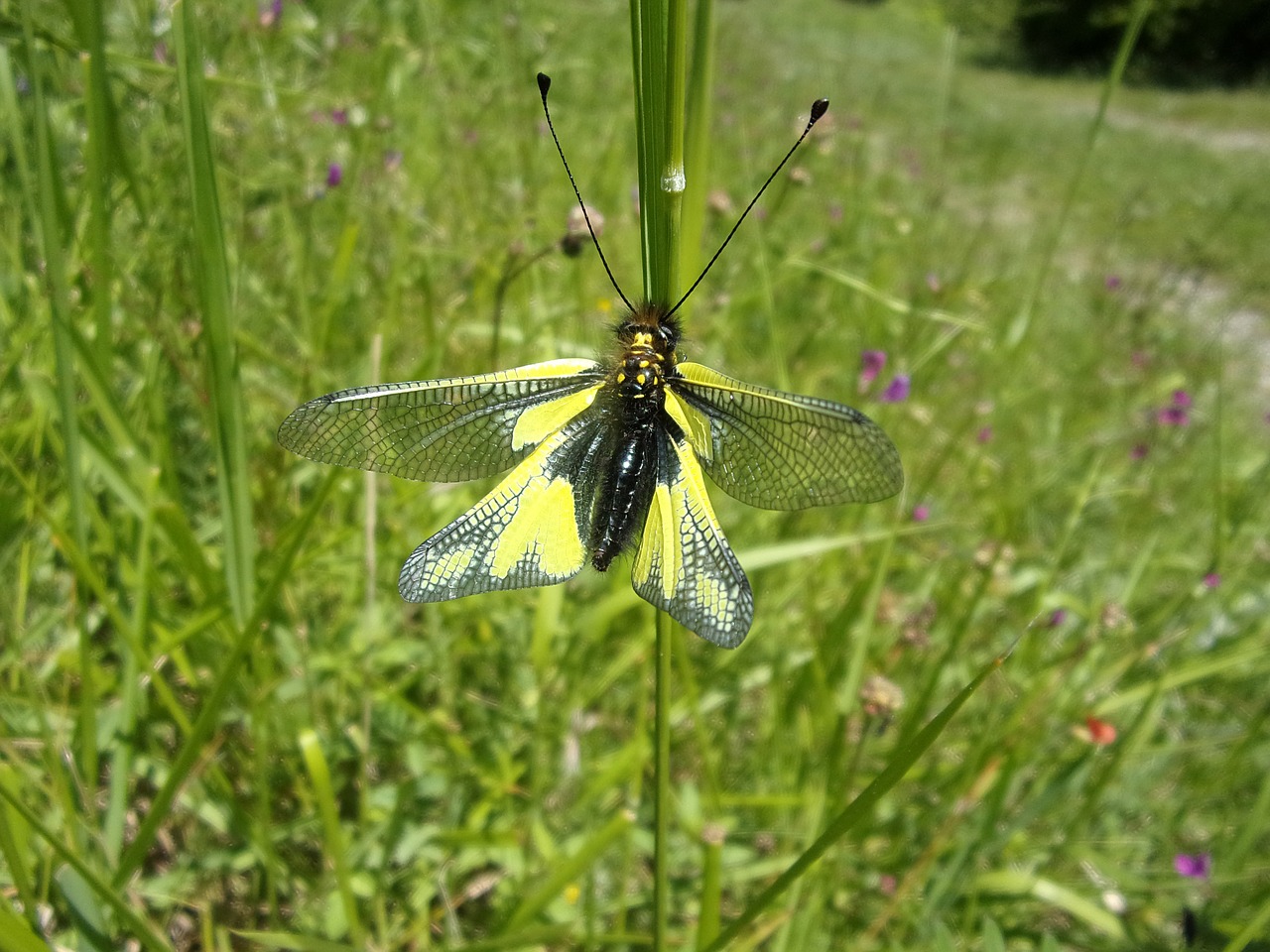 butterfly insect macro free photo