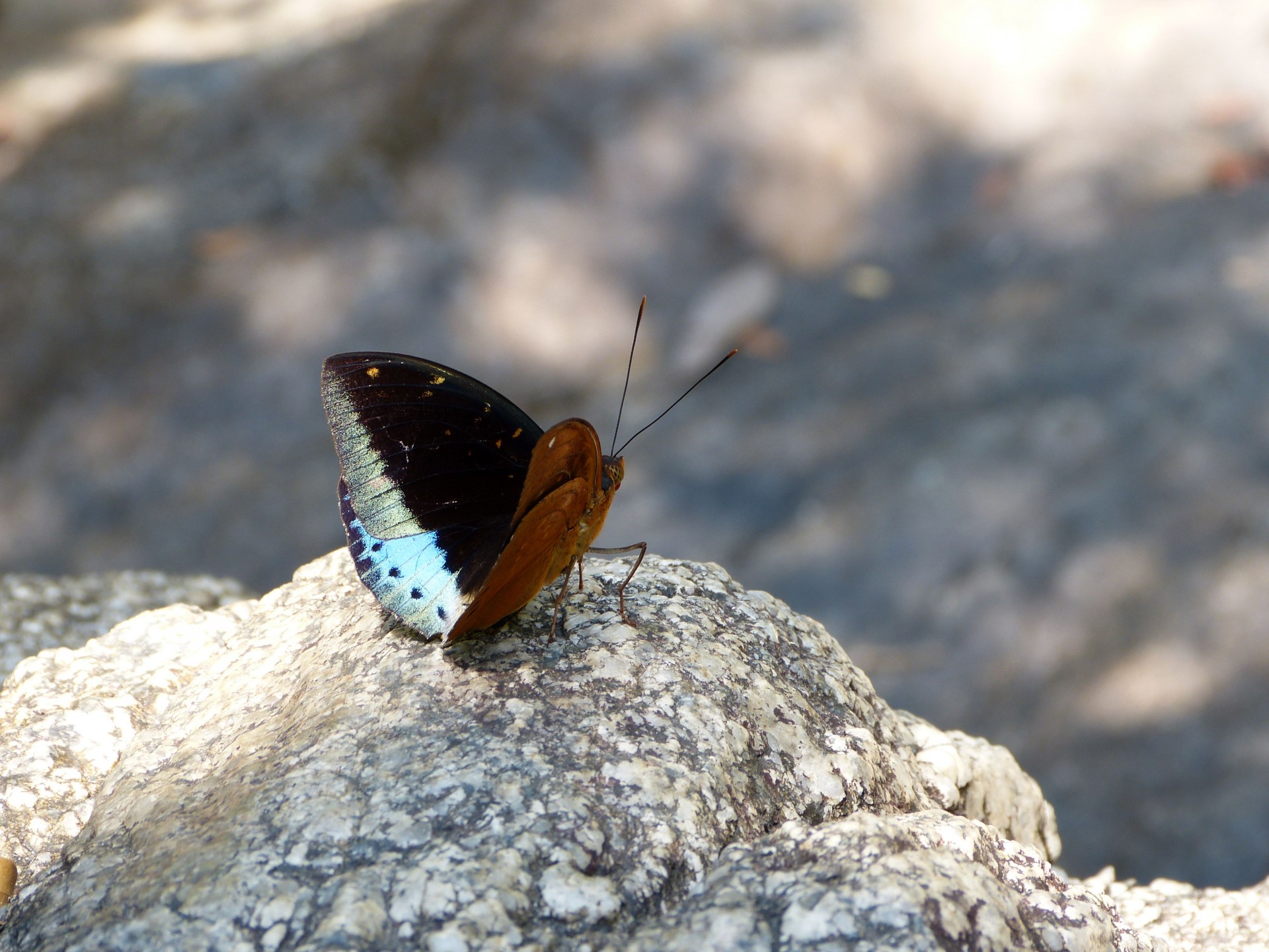 butterfly blue brown free photo