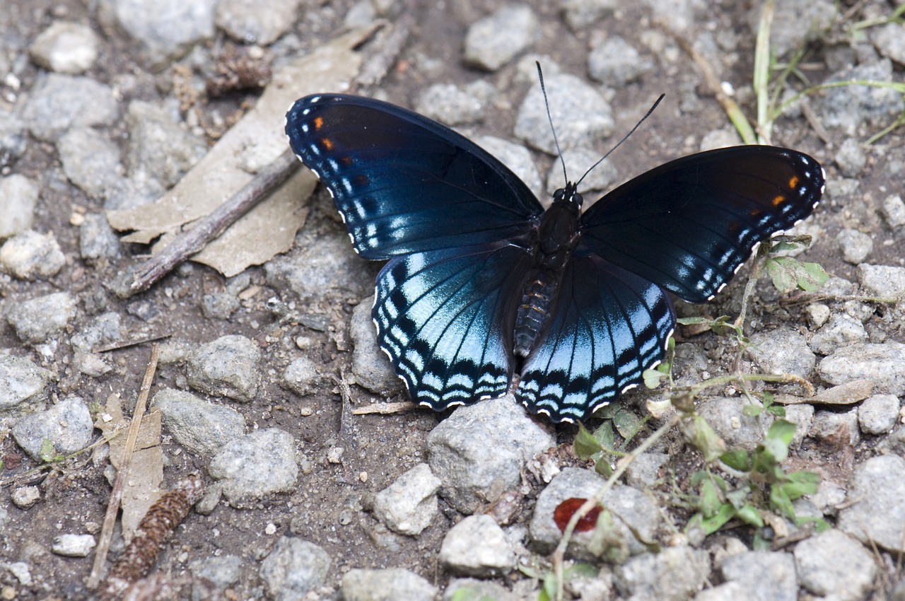 butterfly insects nature free photo