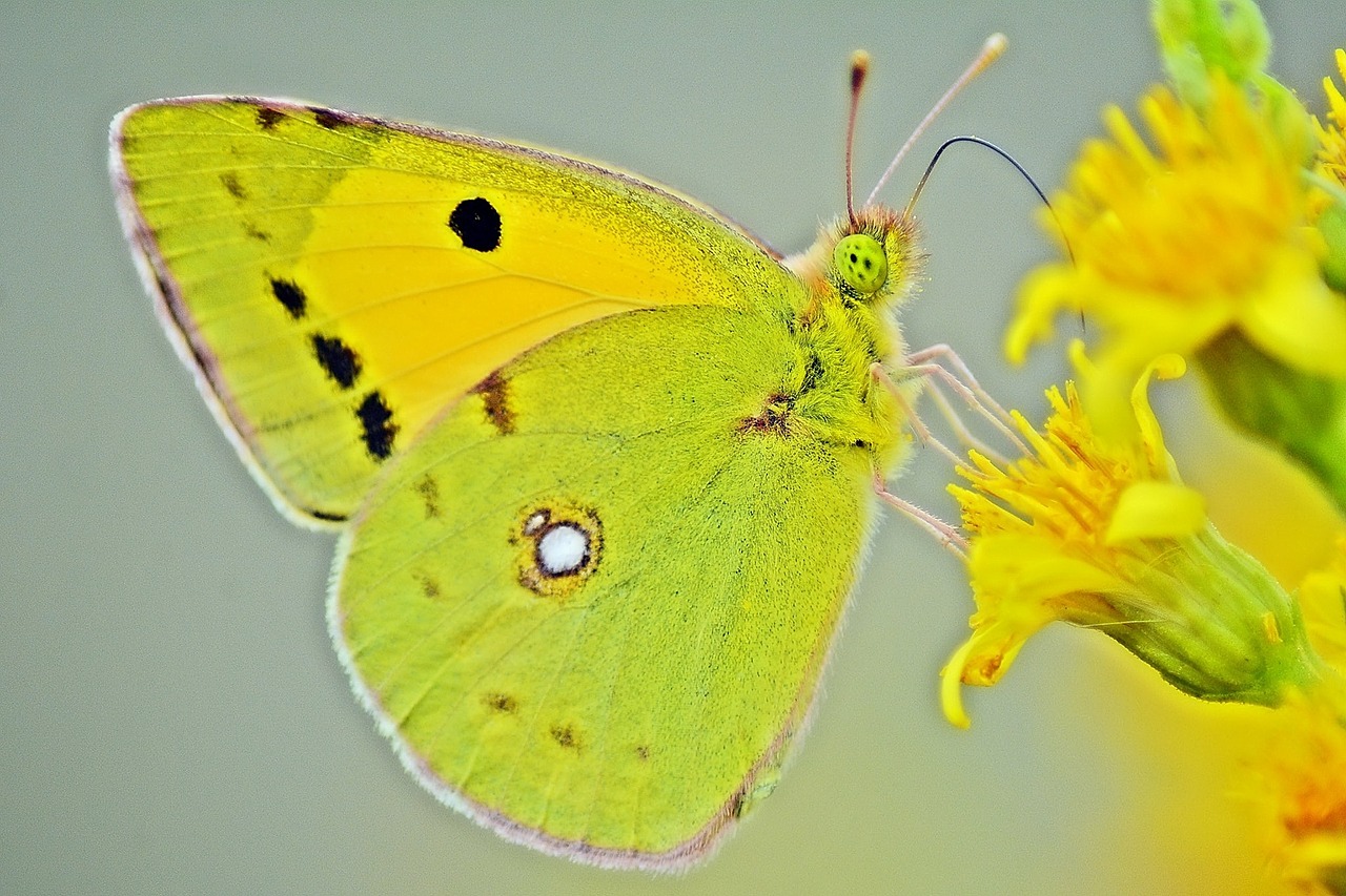 butterfly yellow lemon free photo