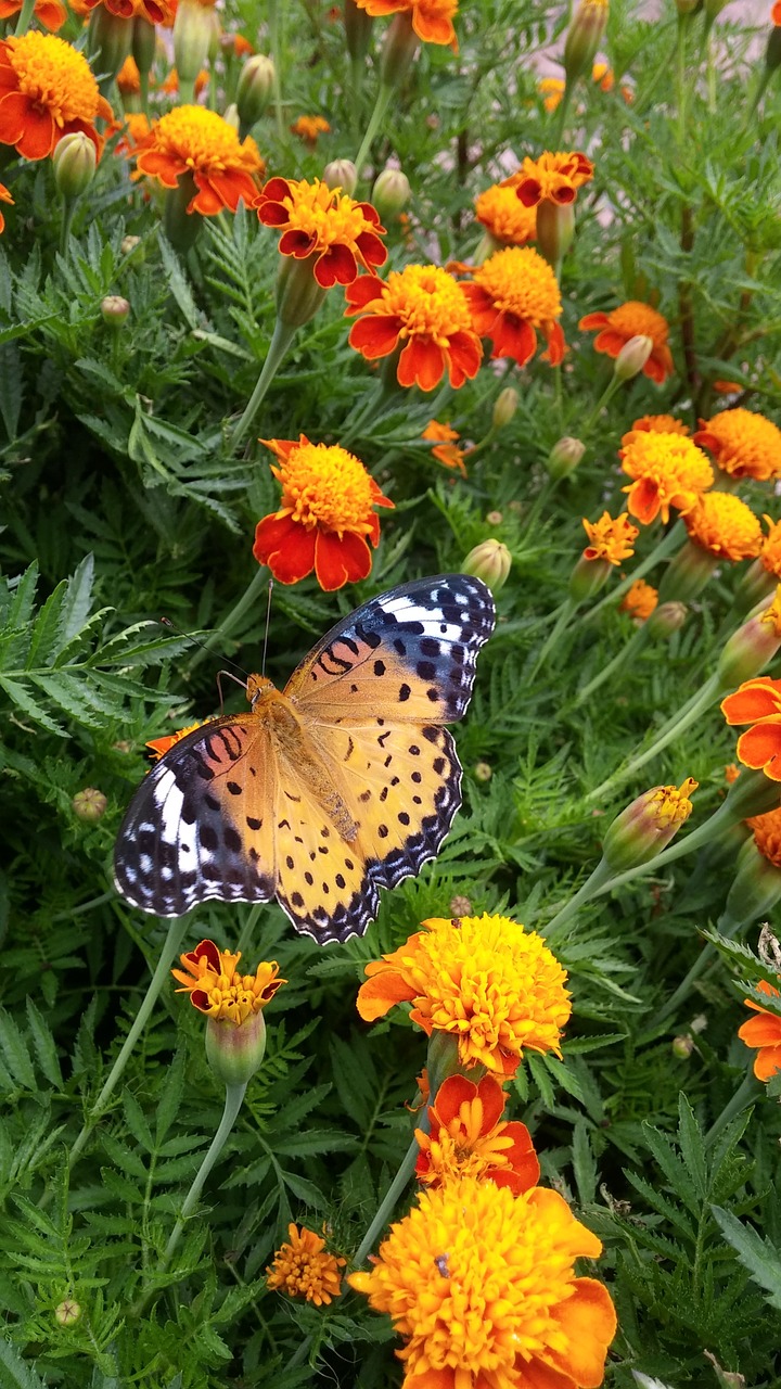 butterfly flowers nature free photo