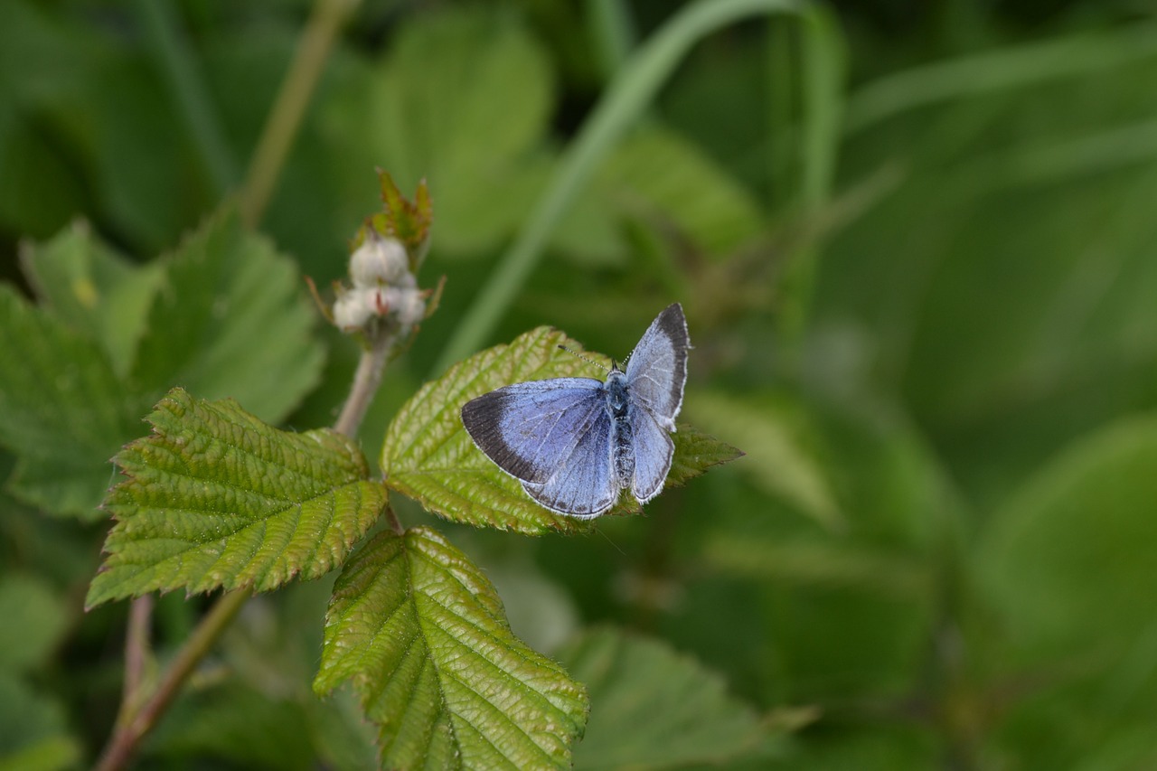 butterfly blue nature free photo