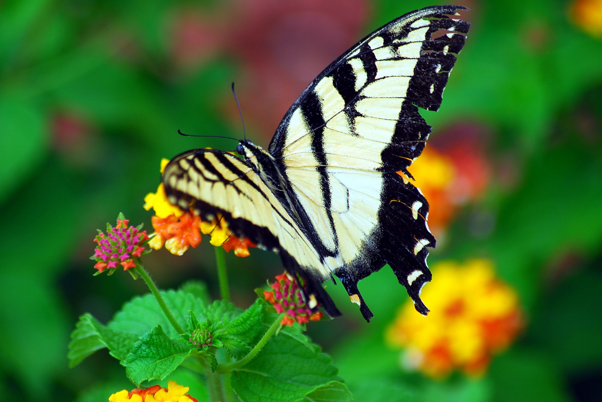 nature wings background free photo