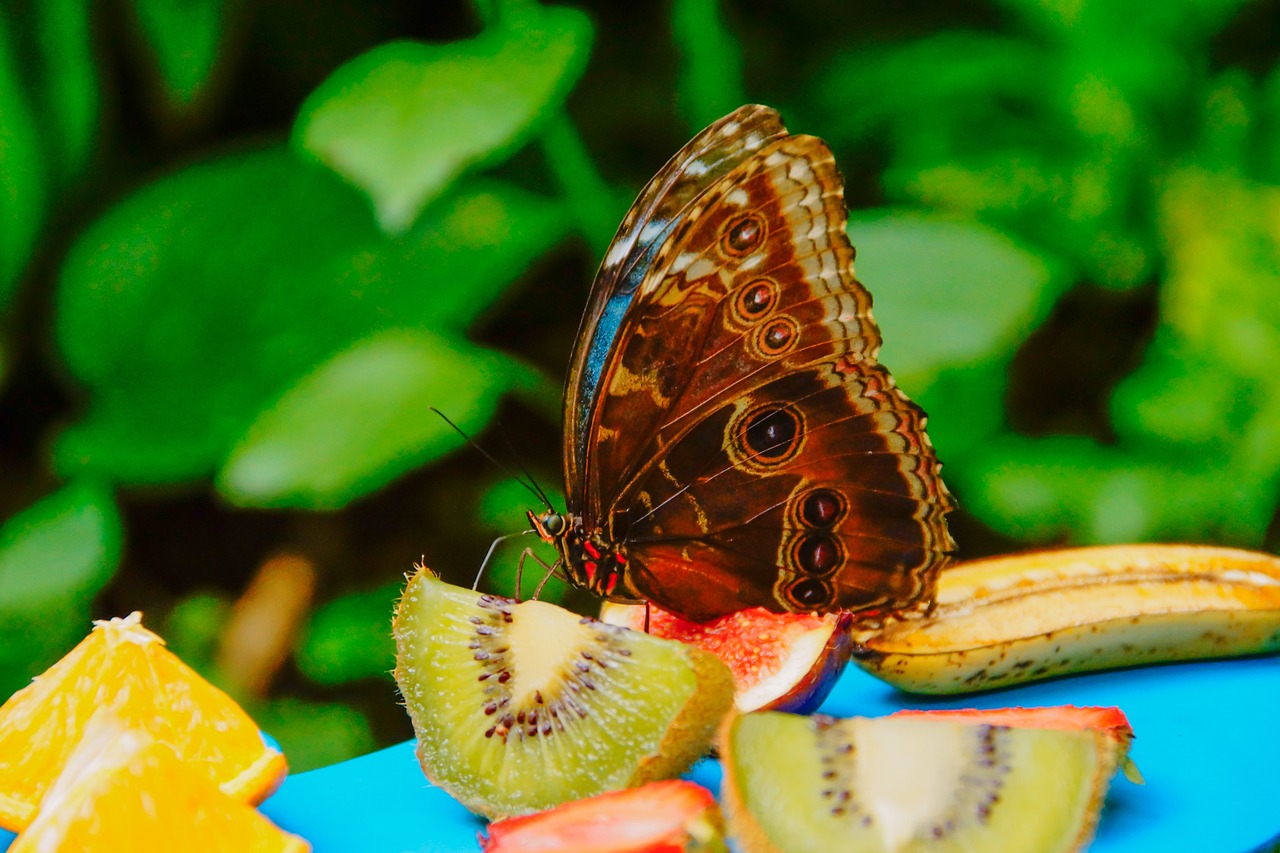 butterfly fruits animal free photo