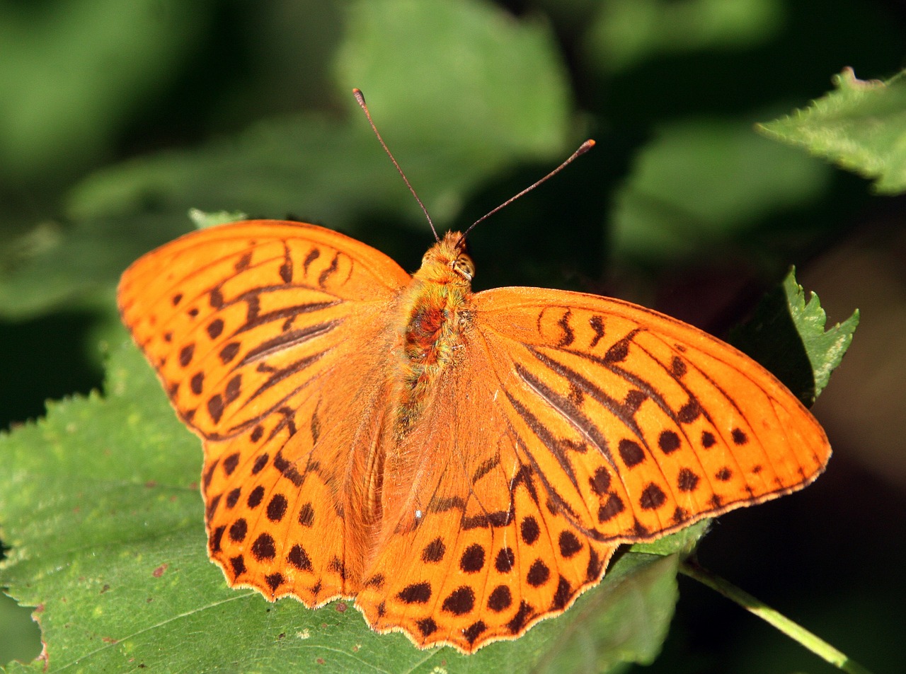 butterfly insect wings free photo