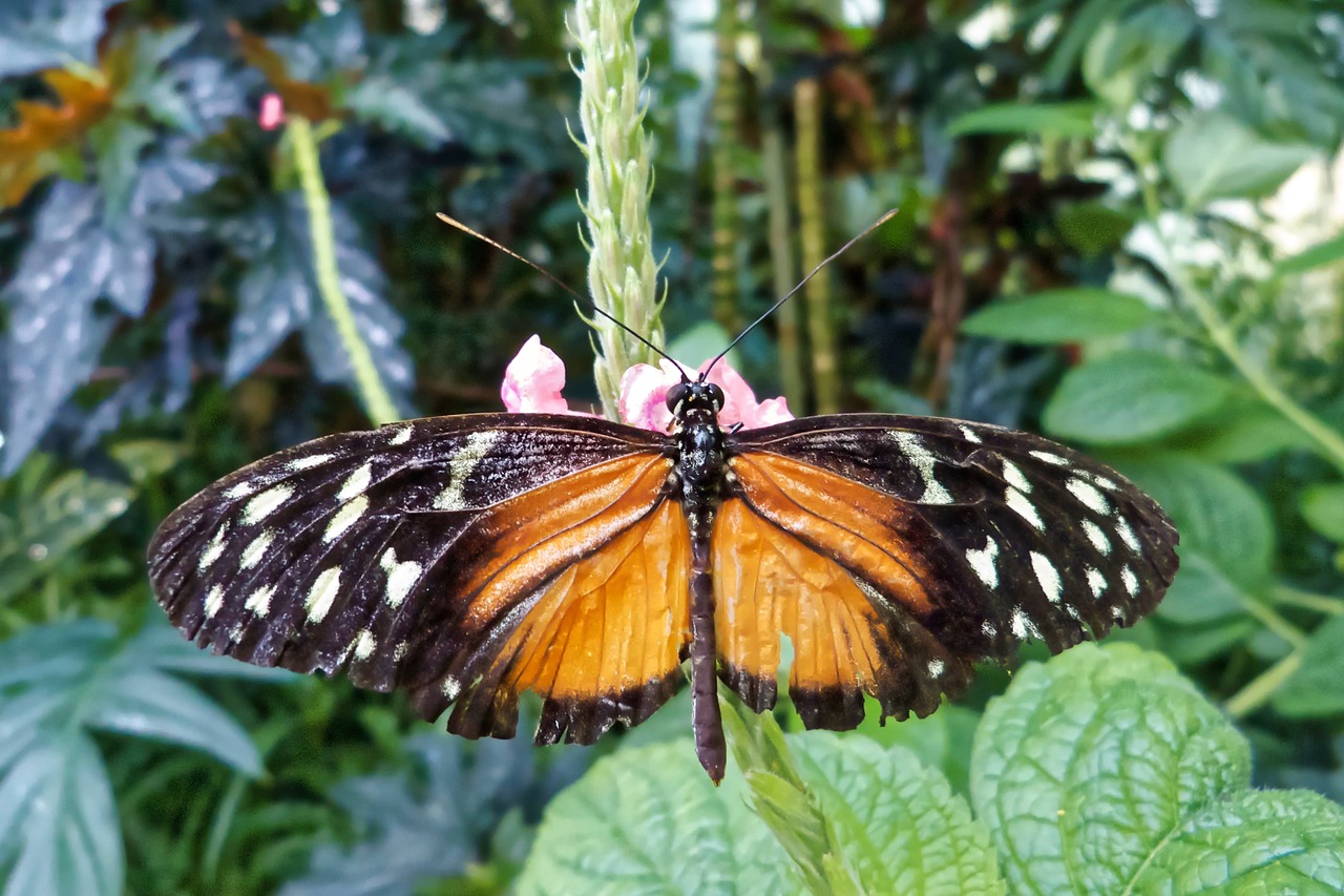 butterfly mainau butterfly house free photo