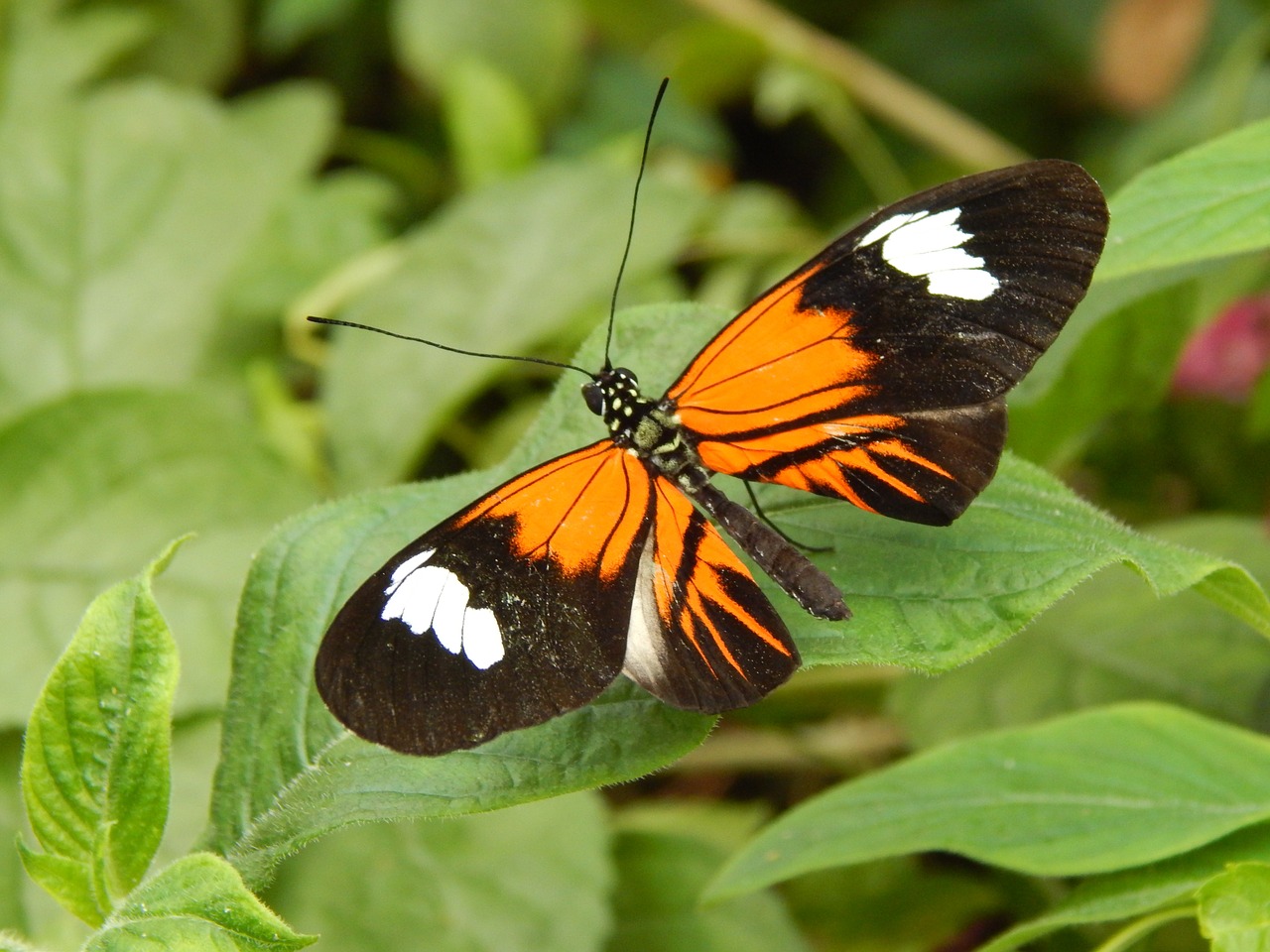 butterfly beautiful nature free photo