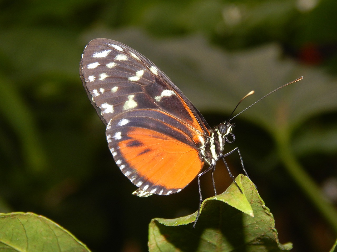 butterfly nature wings free photo