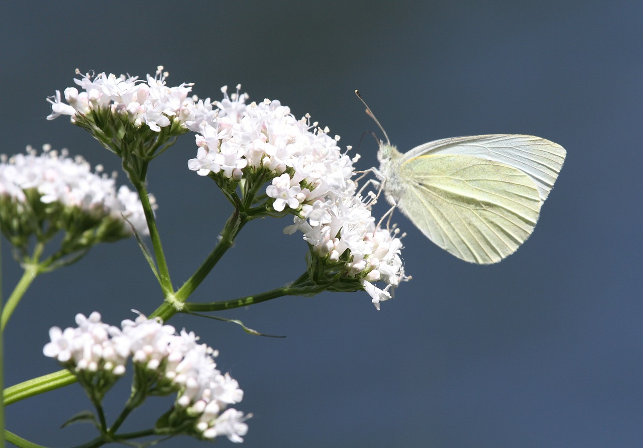 butterfly insect animal free photo