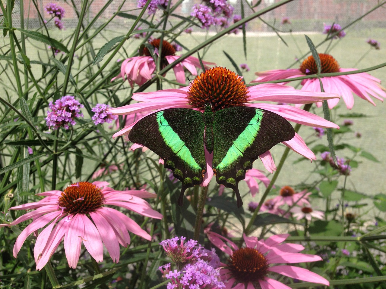 butterfly coneflowers pink free photo