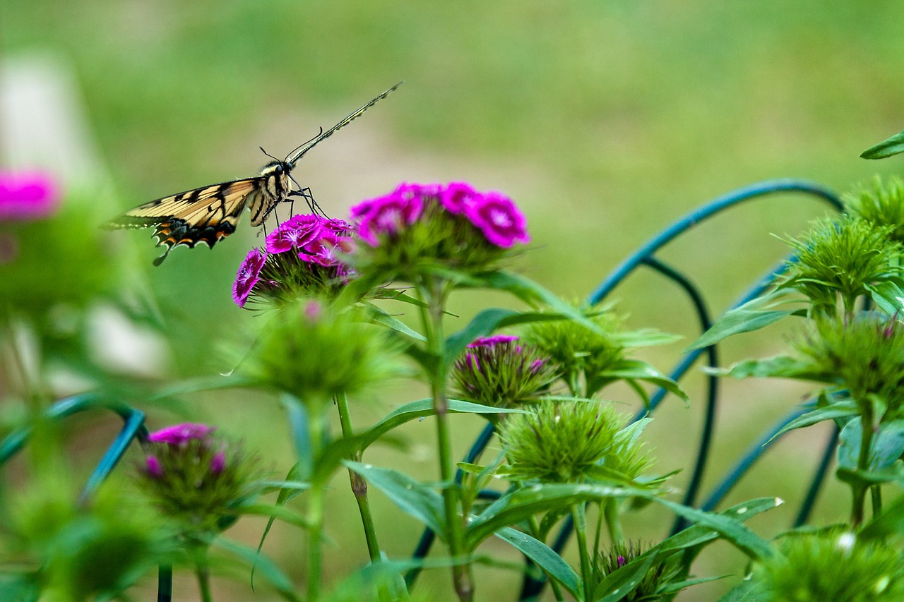 butterfly flowers bloom free photo