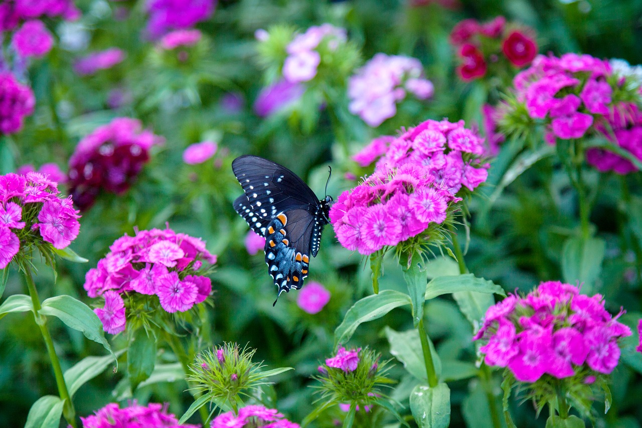 butterfly flowers blossom free photo