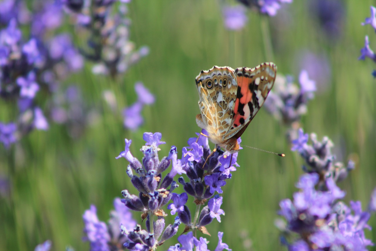 butterfly lavender purple free photo