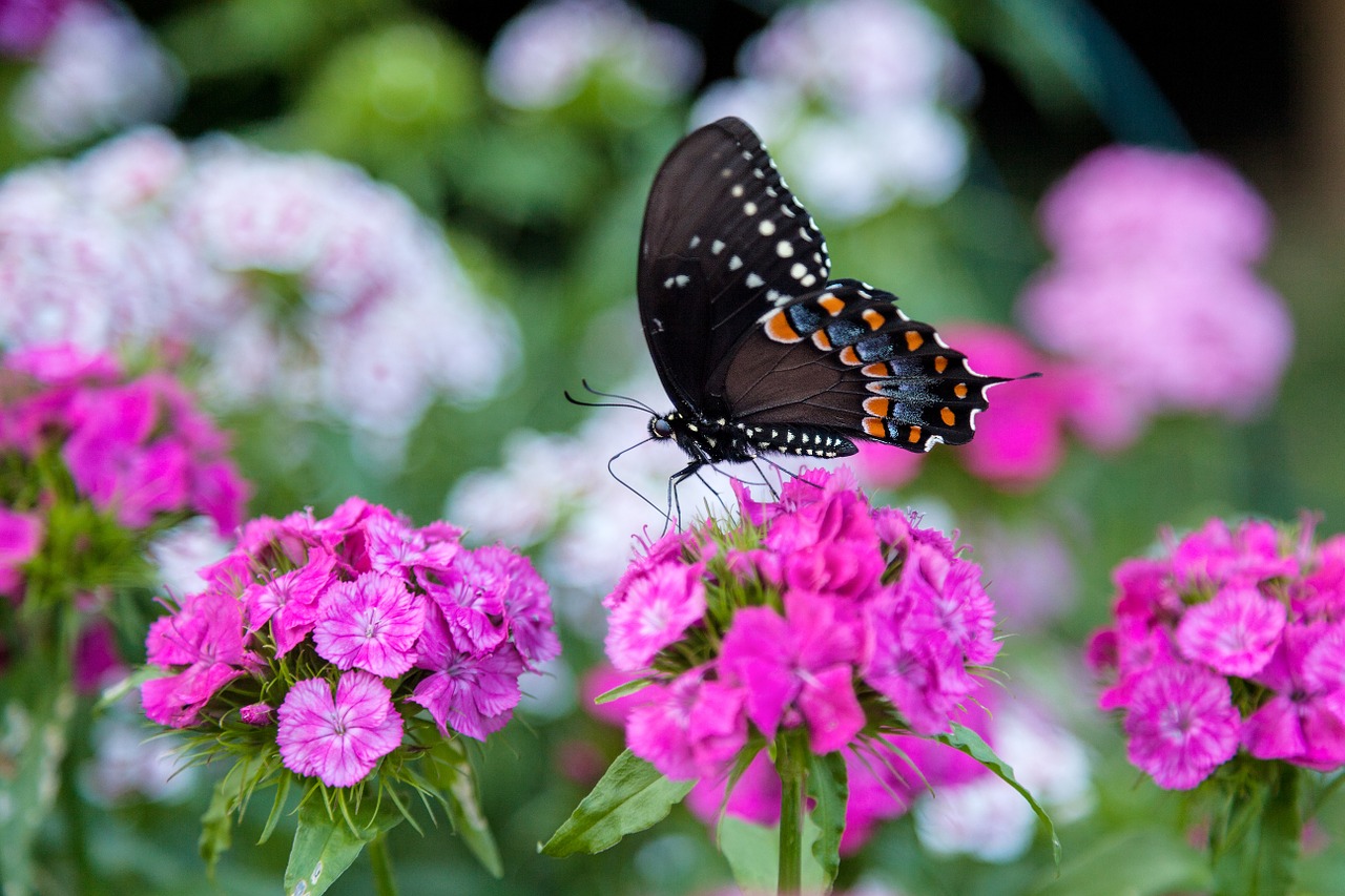 butterfly flowers pink free photo