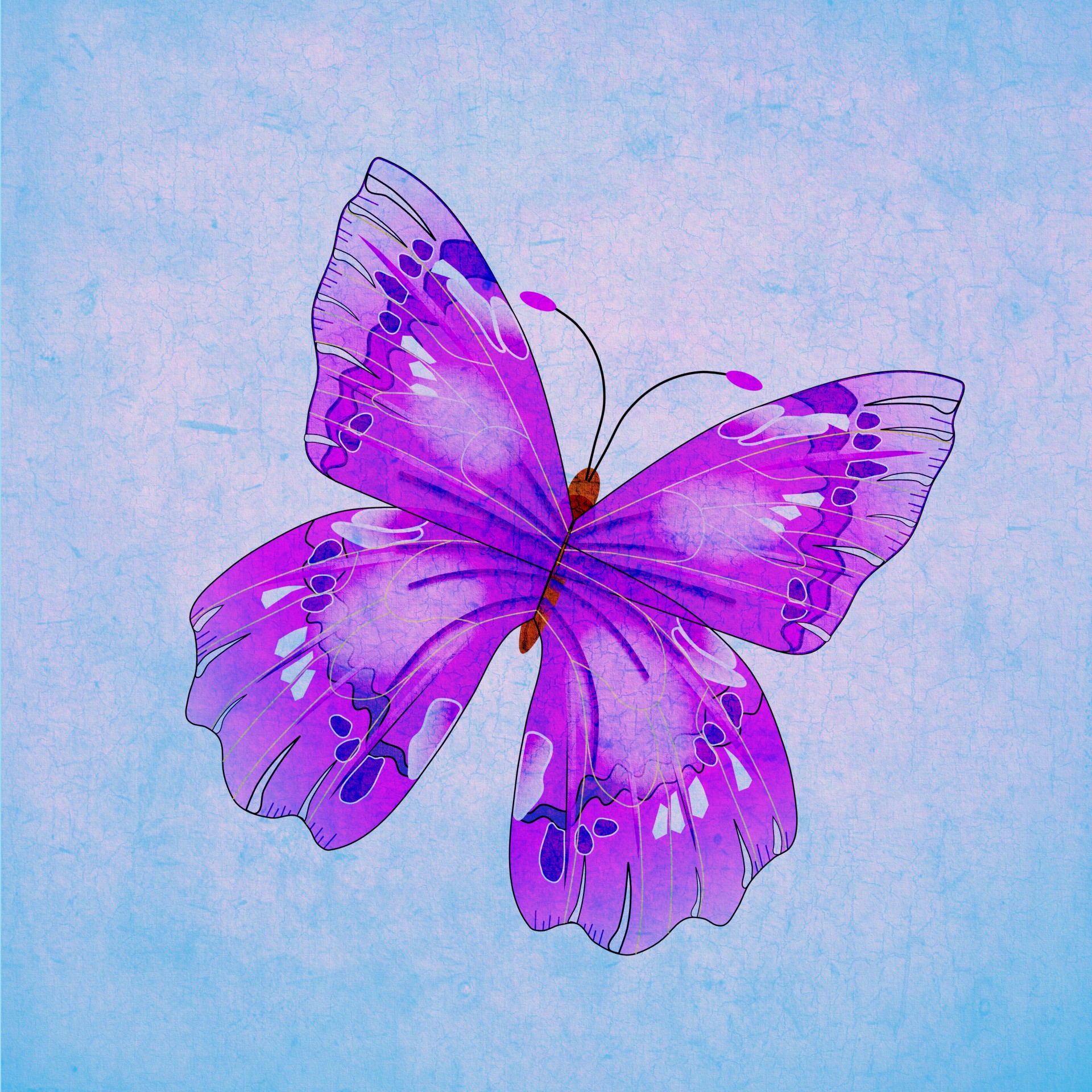 butterfly background wallpaper free photo