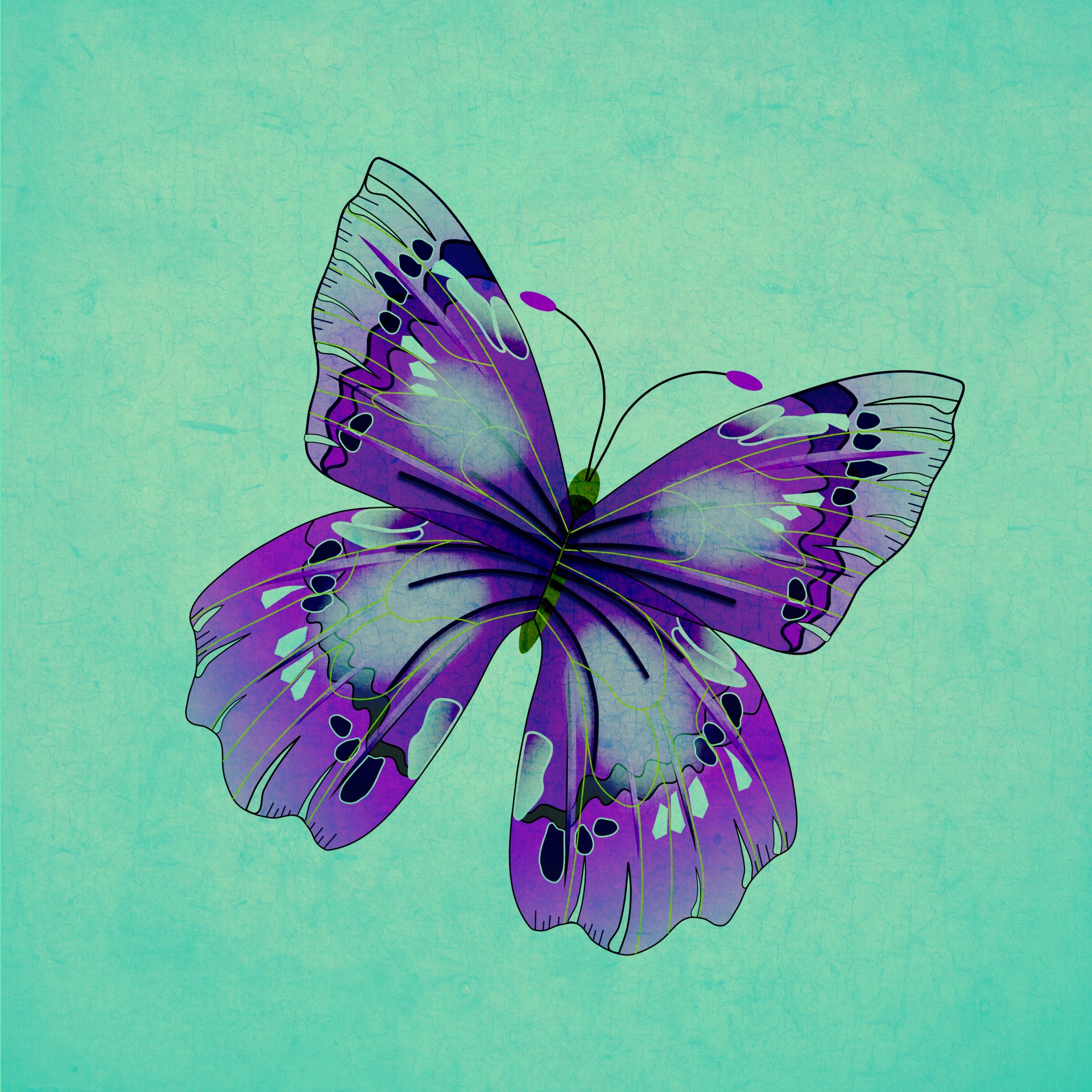 butterfly purple green free photo