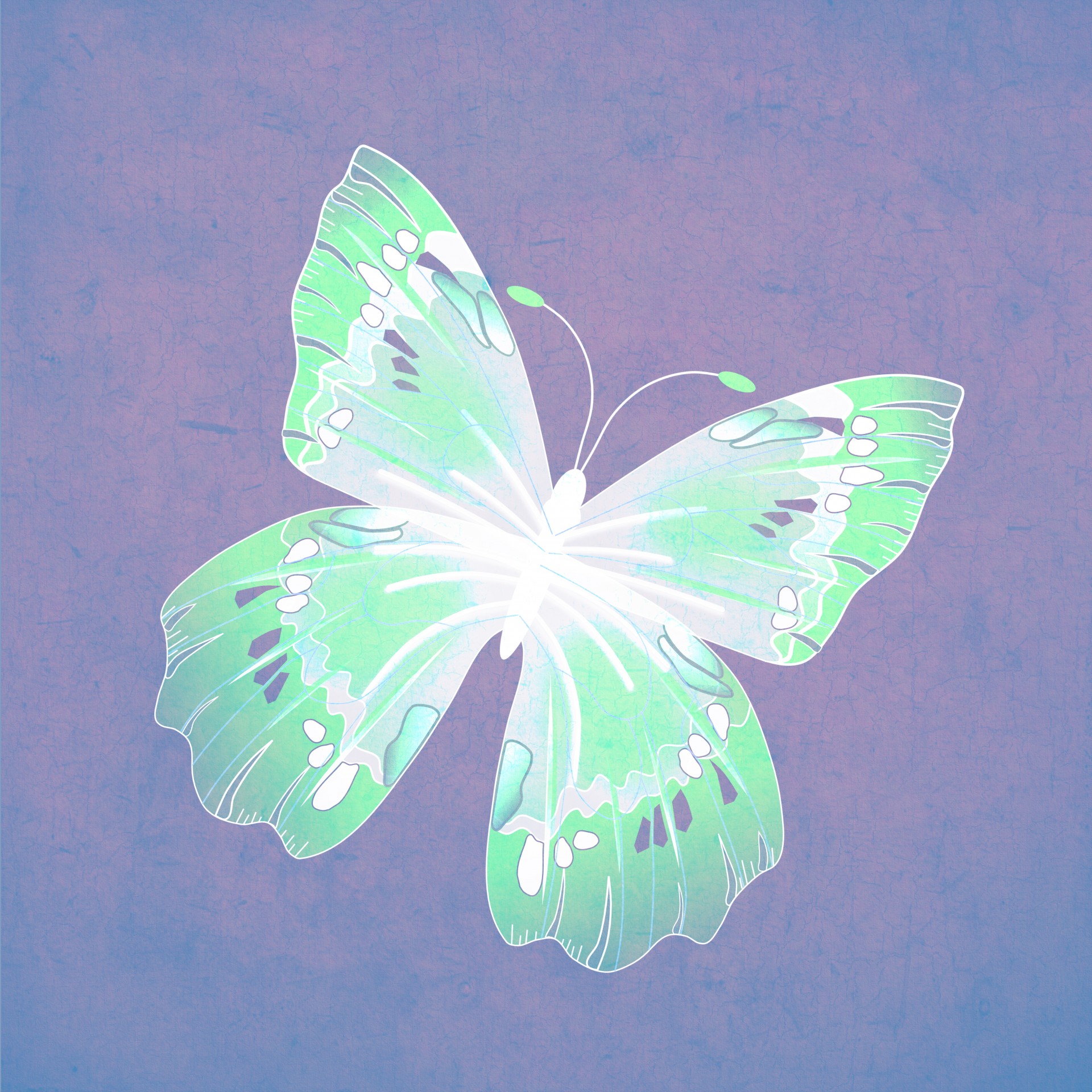 butterfly green blue free photo