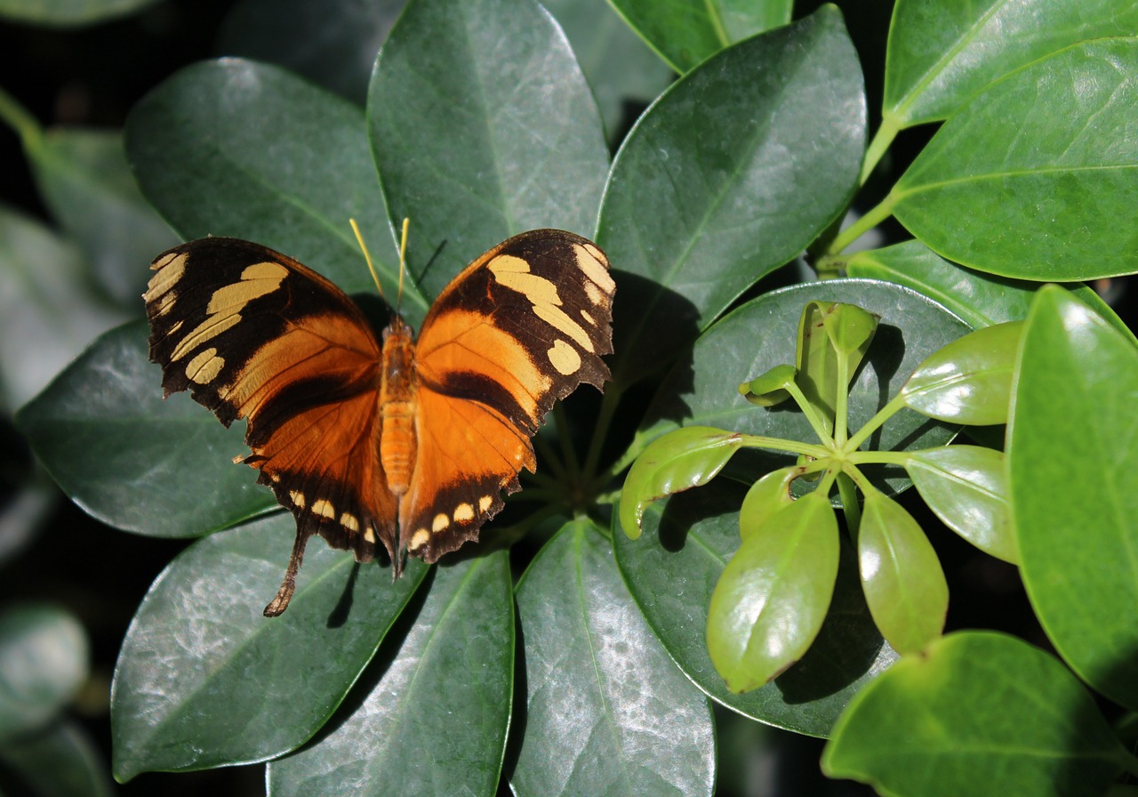 butterfly leaf plant free photo