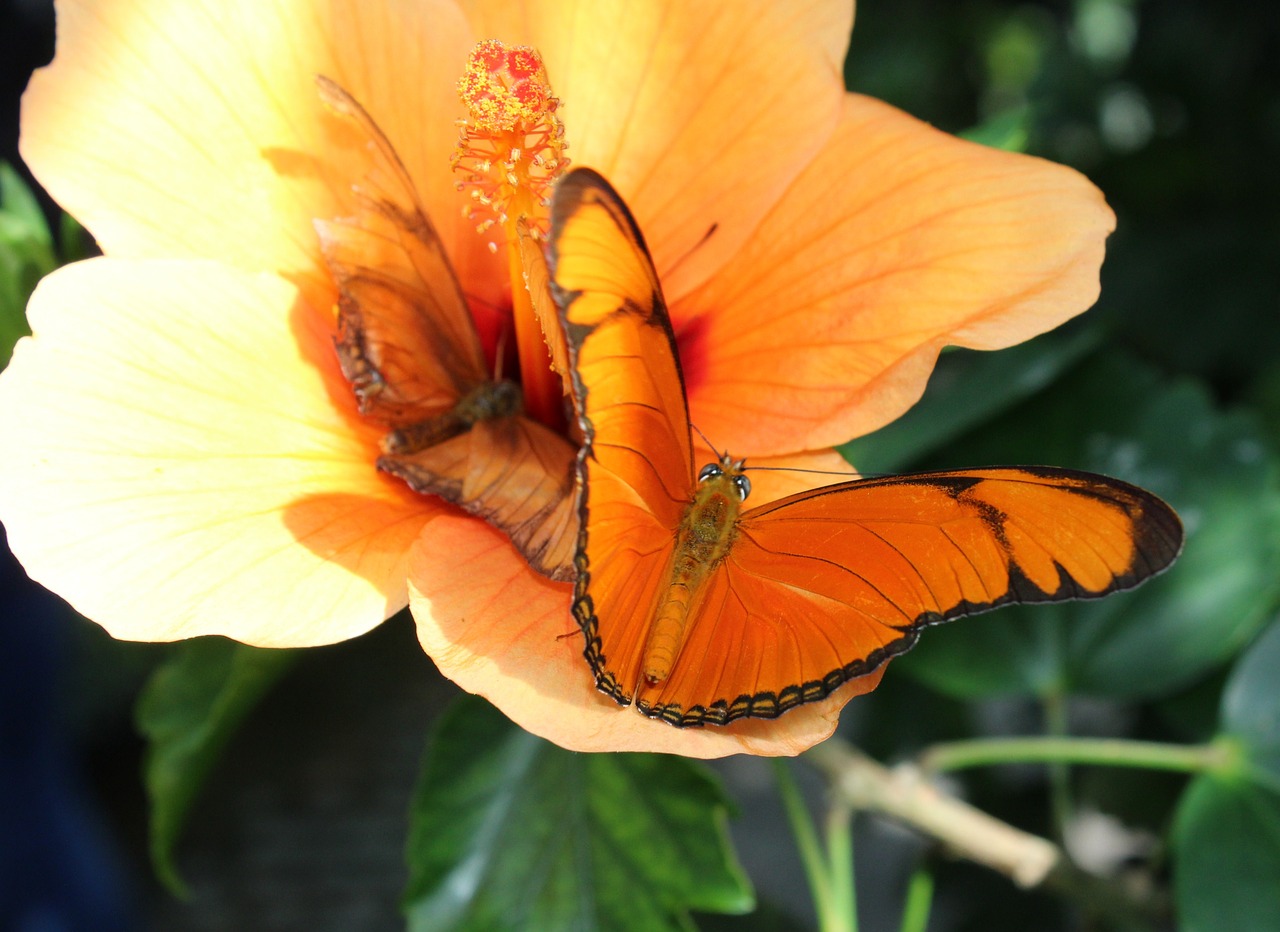 butterfly orange composition free photo