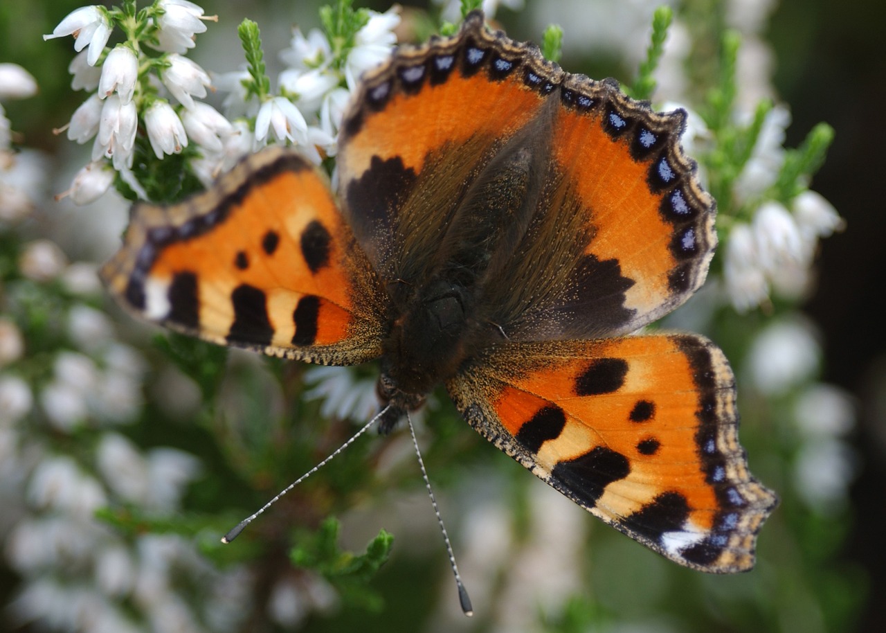 butterfly nature insect free photo