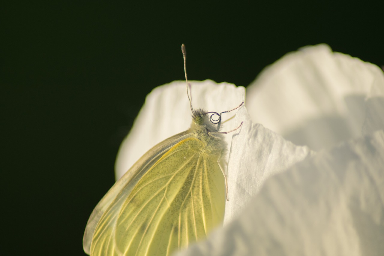 butterfly insect poppy free photo