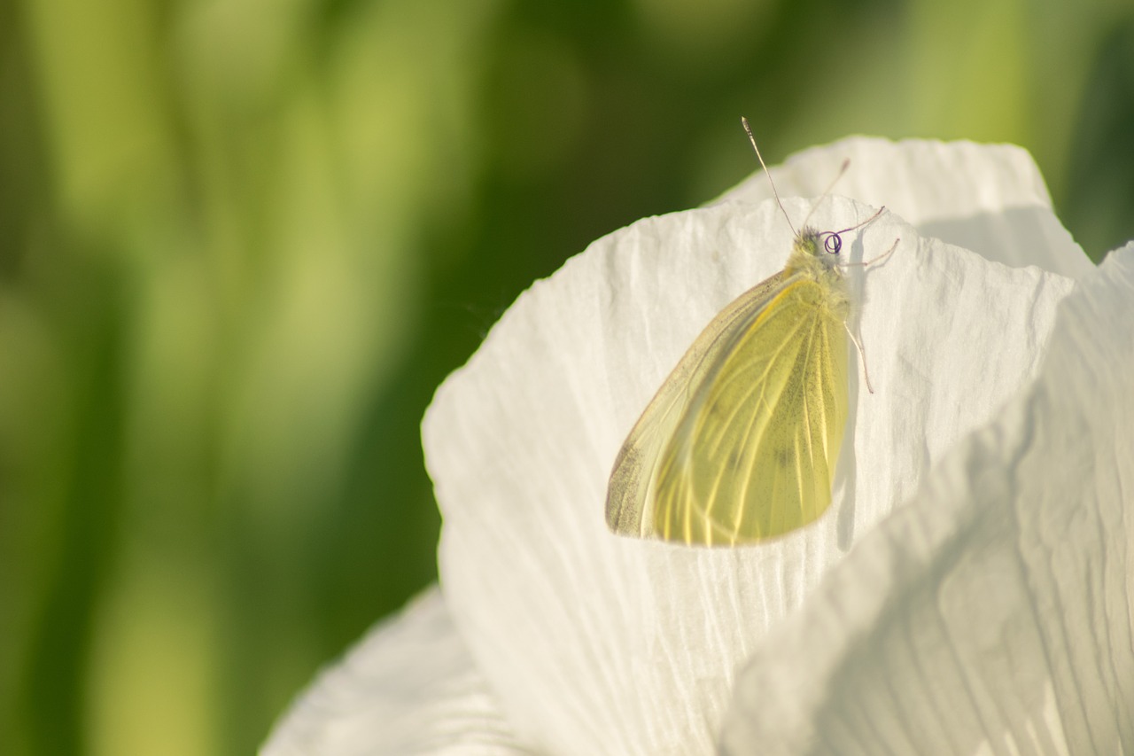 butterfly insect poppy free photo