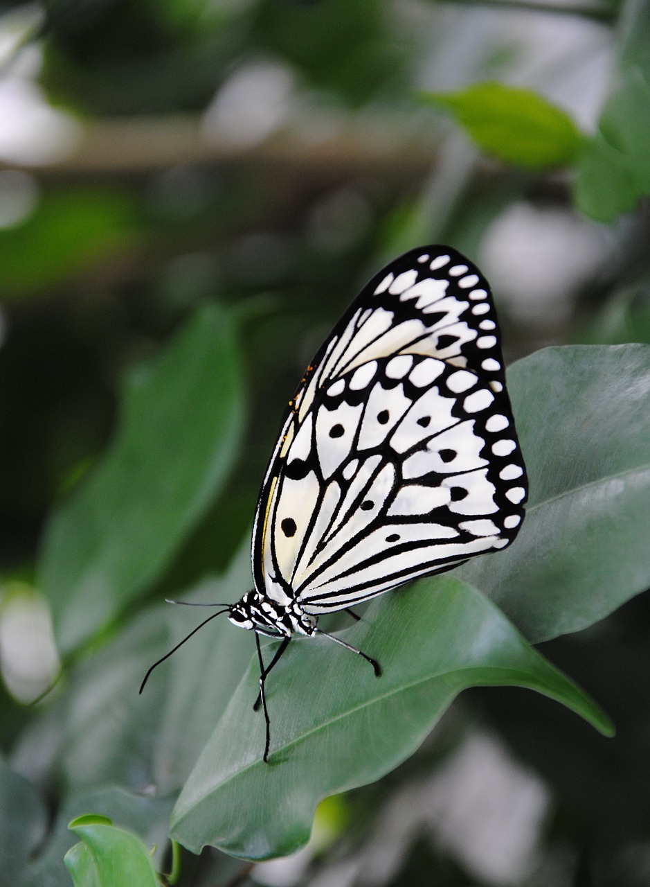 butterfly insect nature free photo