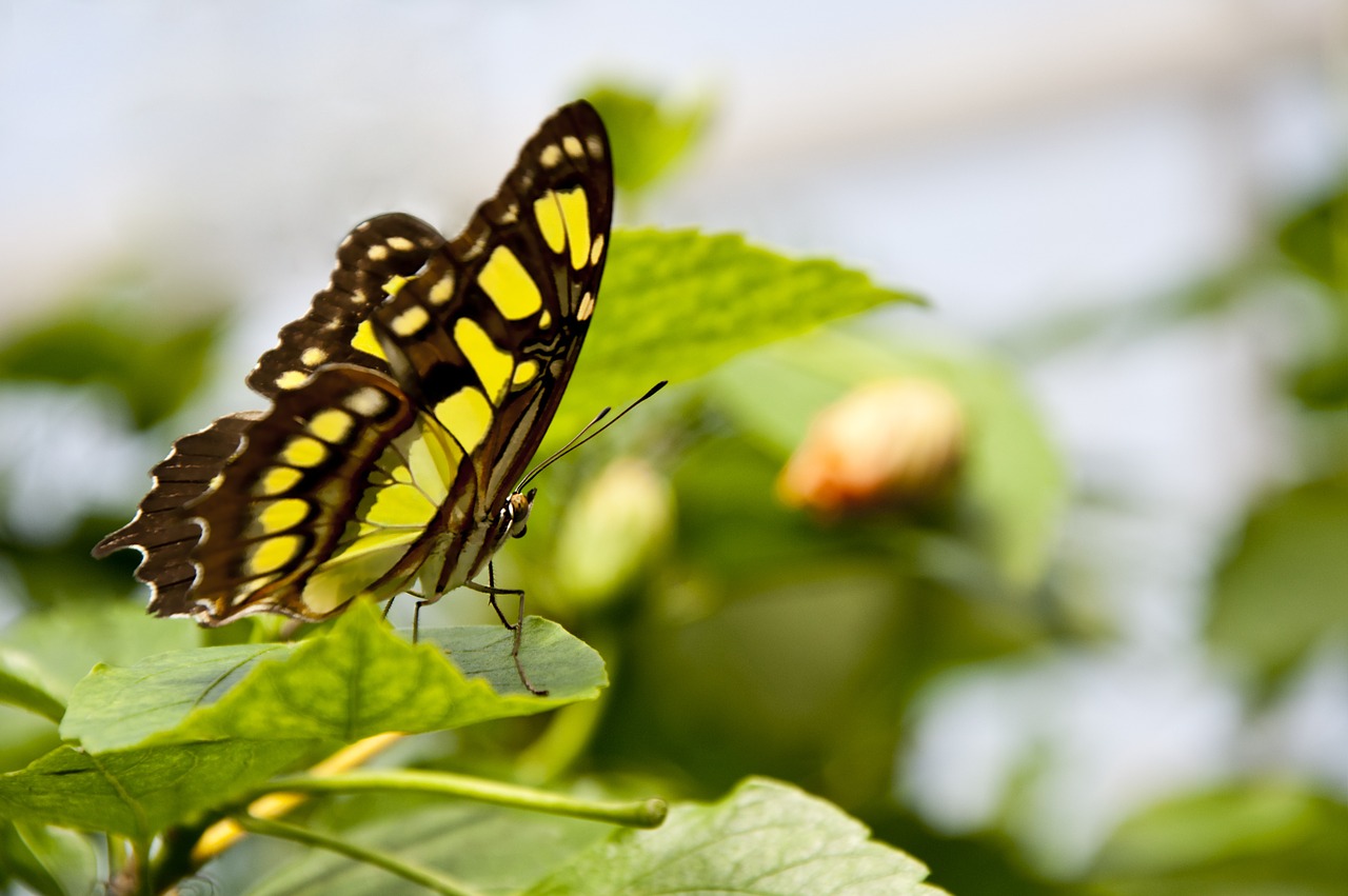 butterfly green leaves free photo