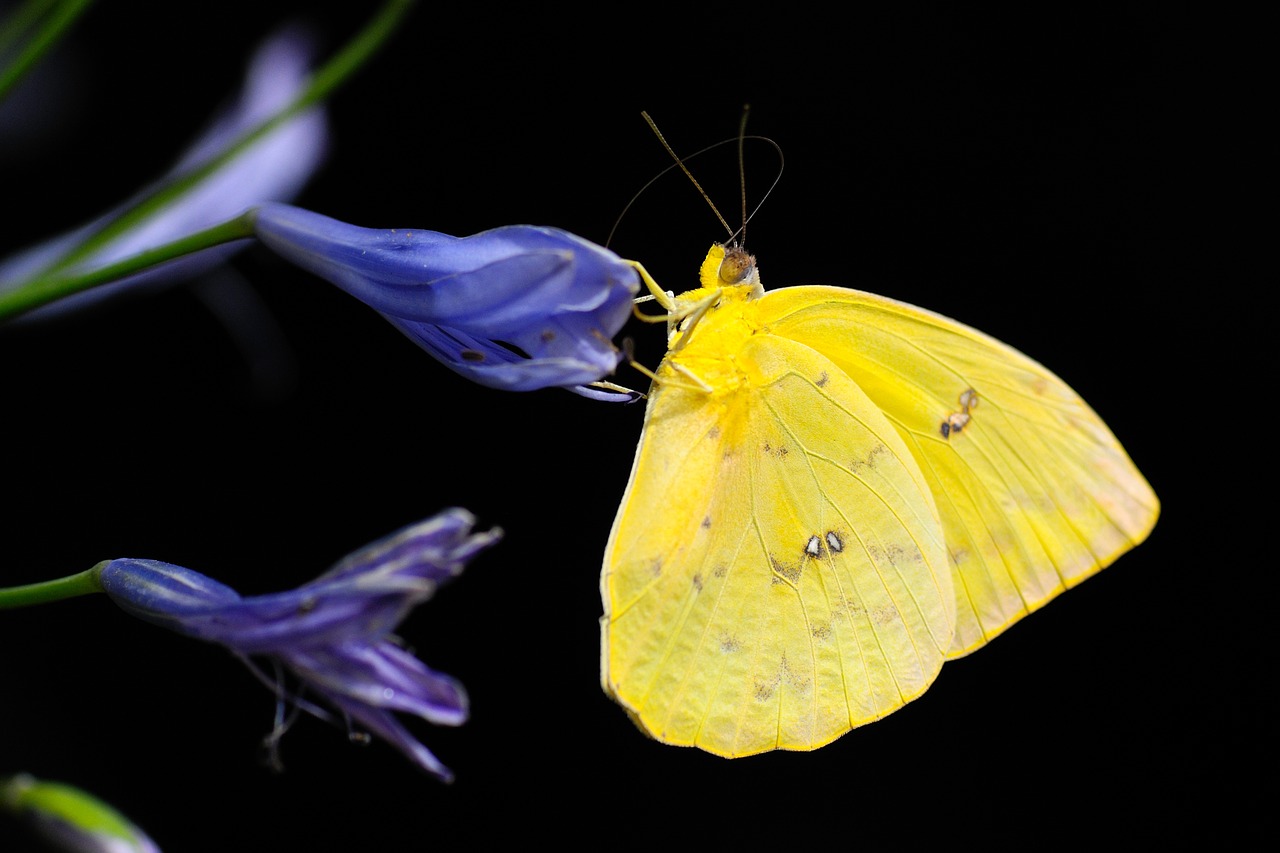 butterfly insect colorful free photo