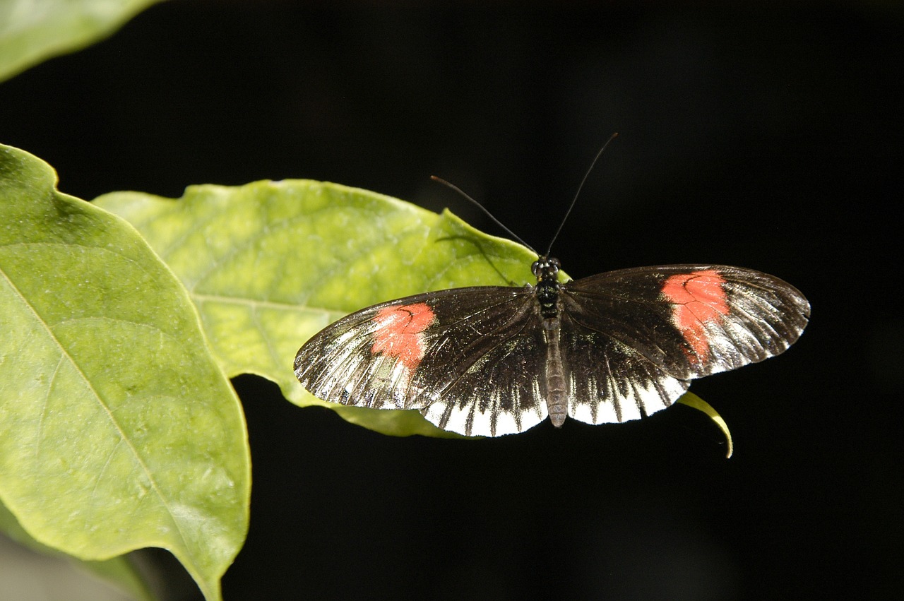 butterfly wilhelma insect free photo