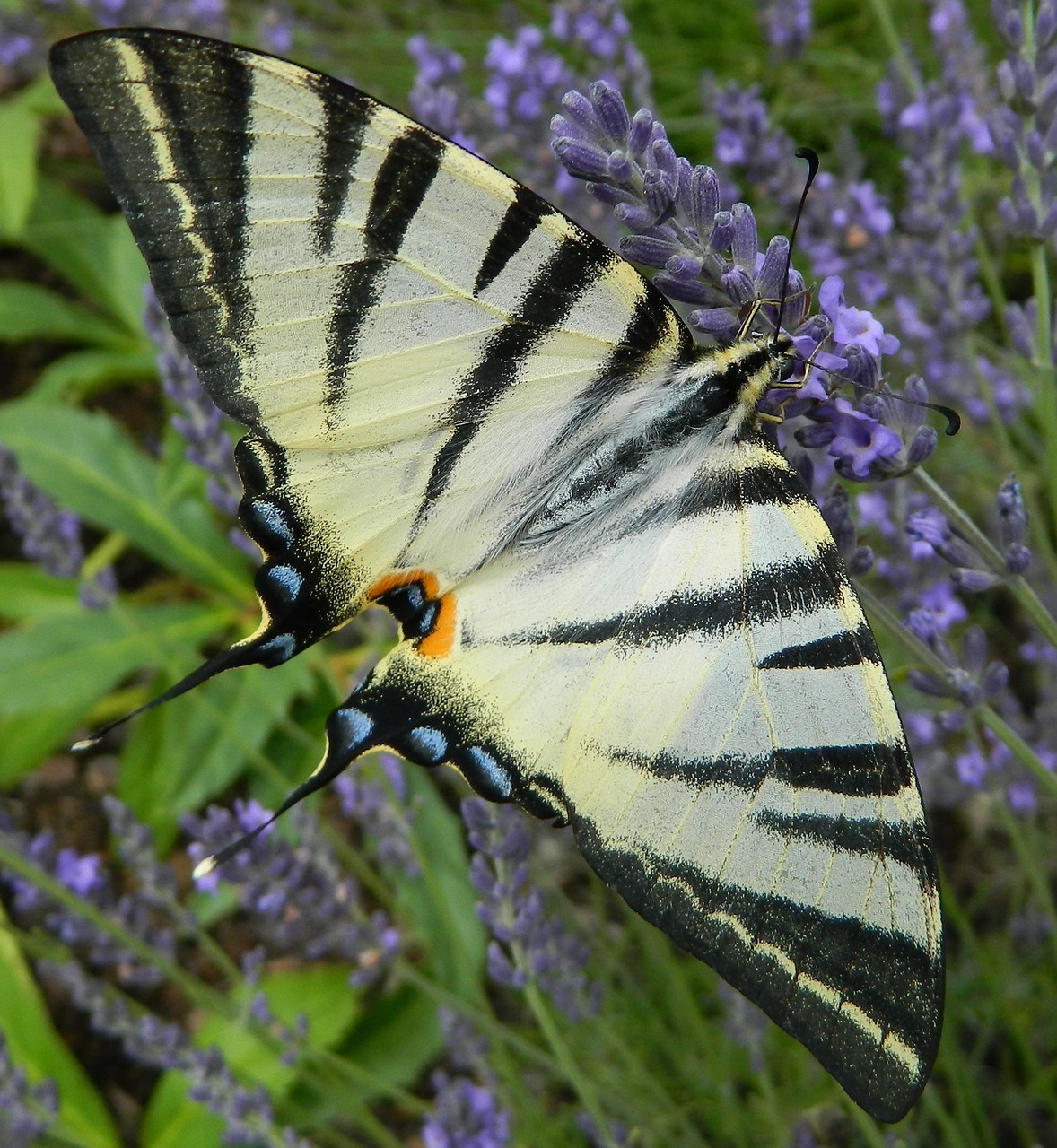 butterfly czech republic lavender free photo