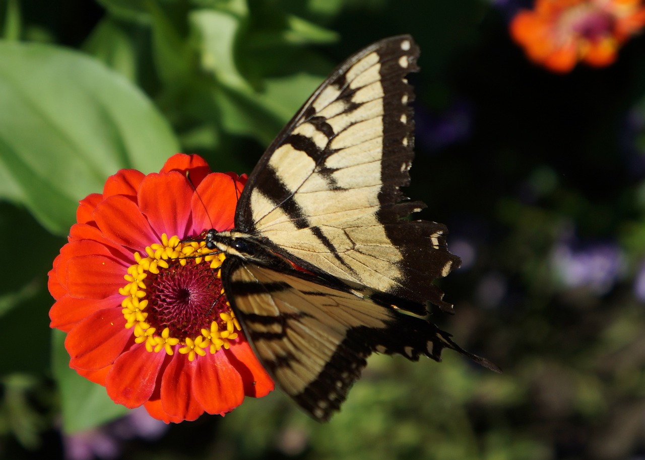 butterfly monarch zinnia free photo